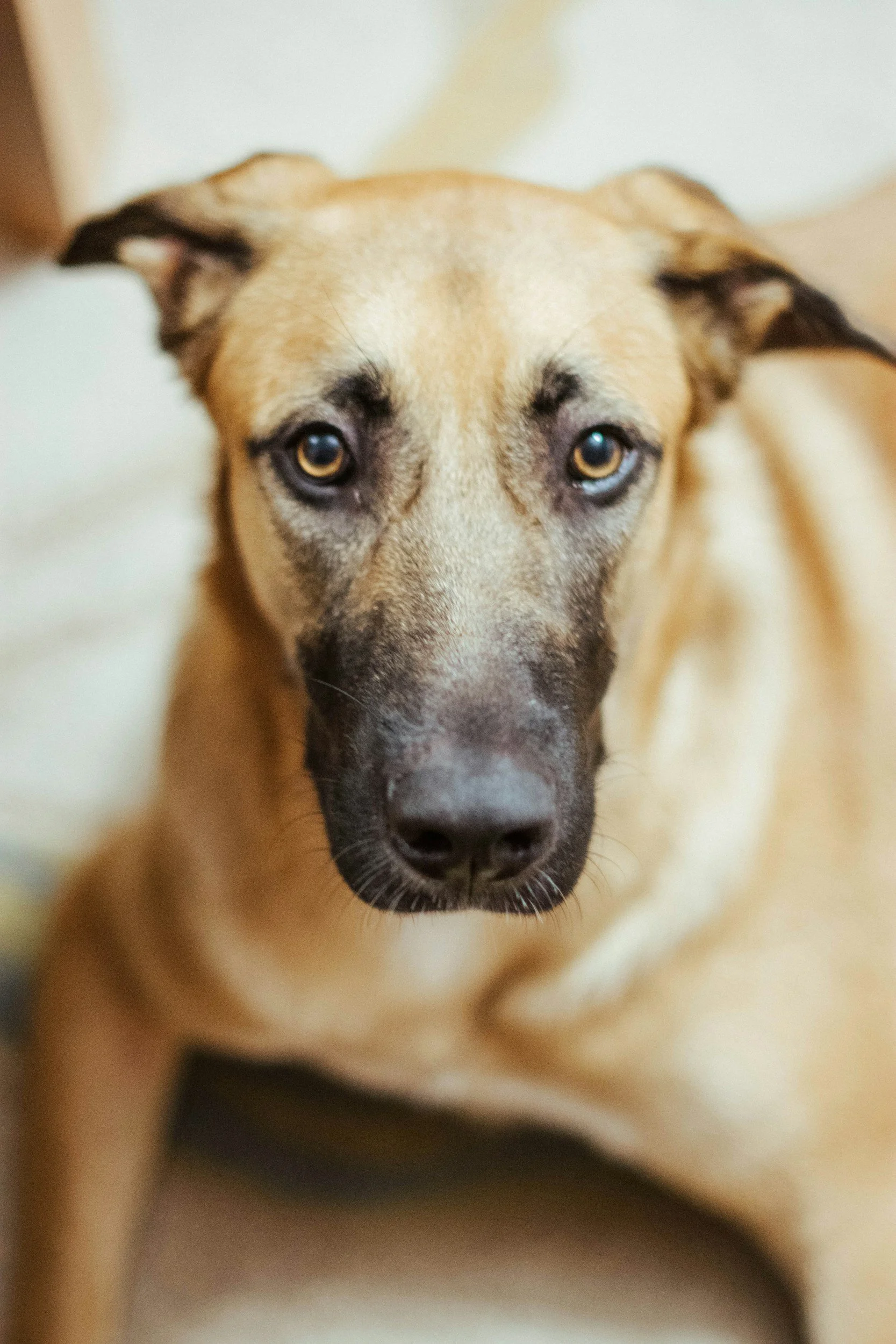 🐾 When “Doing Everything” Isn’t Always the Kindest Choice