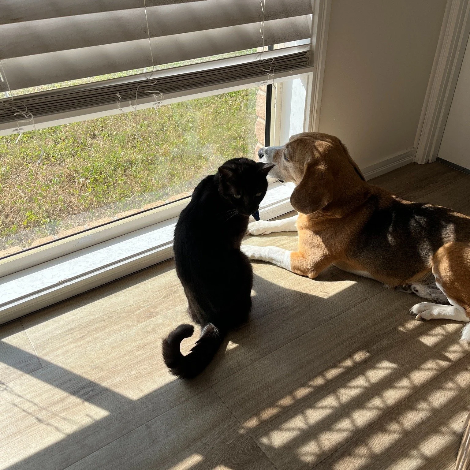 ✨Mindful Monday ✨ Do as these guys do, and take many opportunities to stop and bask in the sun (safely) ☀

🌐 https://www.loveandtoebeans.com.au/