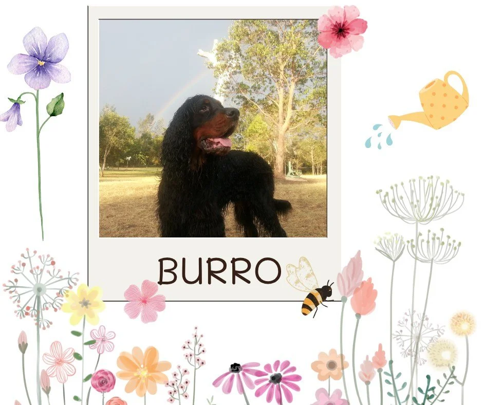 To Burro
Who showed unwavering strength of spirit,
demanded treats with gusto,
and loved his dad Mick with all his heart.