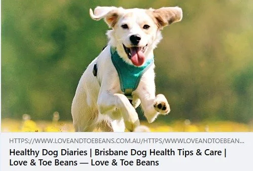 Welcome to our newest blog! 🥳
The Healthy Dog Diaries will have a focus on preventative care and wellbeing, so you can keep your doggos in tip top shape 🐶 🐾 Links below, or in Bio! 

Healthy Dog Diaries 🔗 https://www.loveandtoebeans.com.au/https/