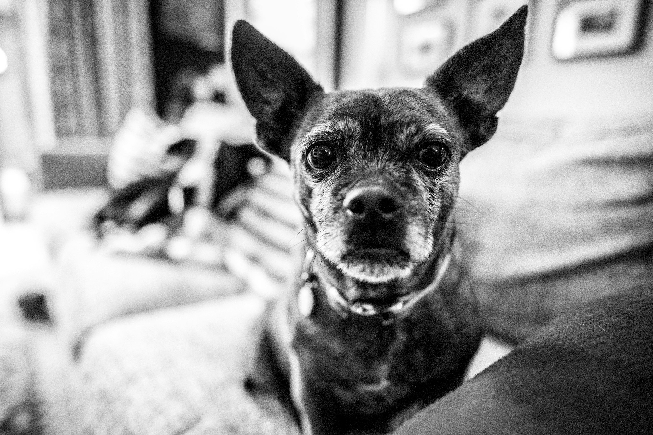 When Their Eyes Still Light Up: The Truth About Stoic Pets, Quality of Life, and Knowing When It Is Time