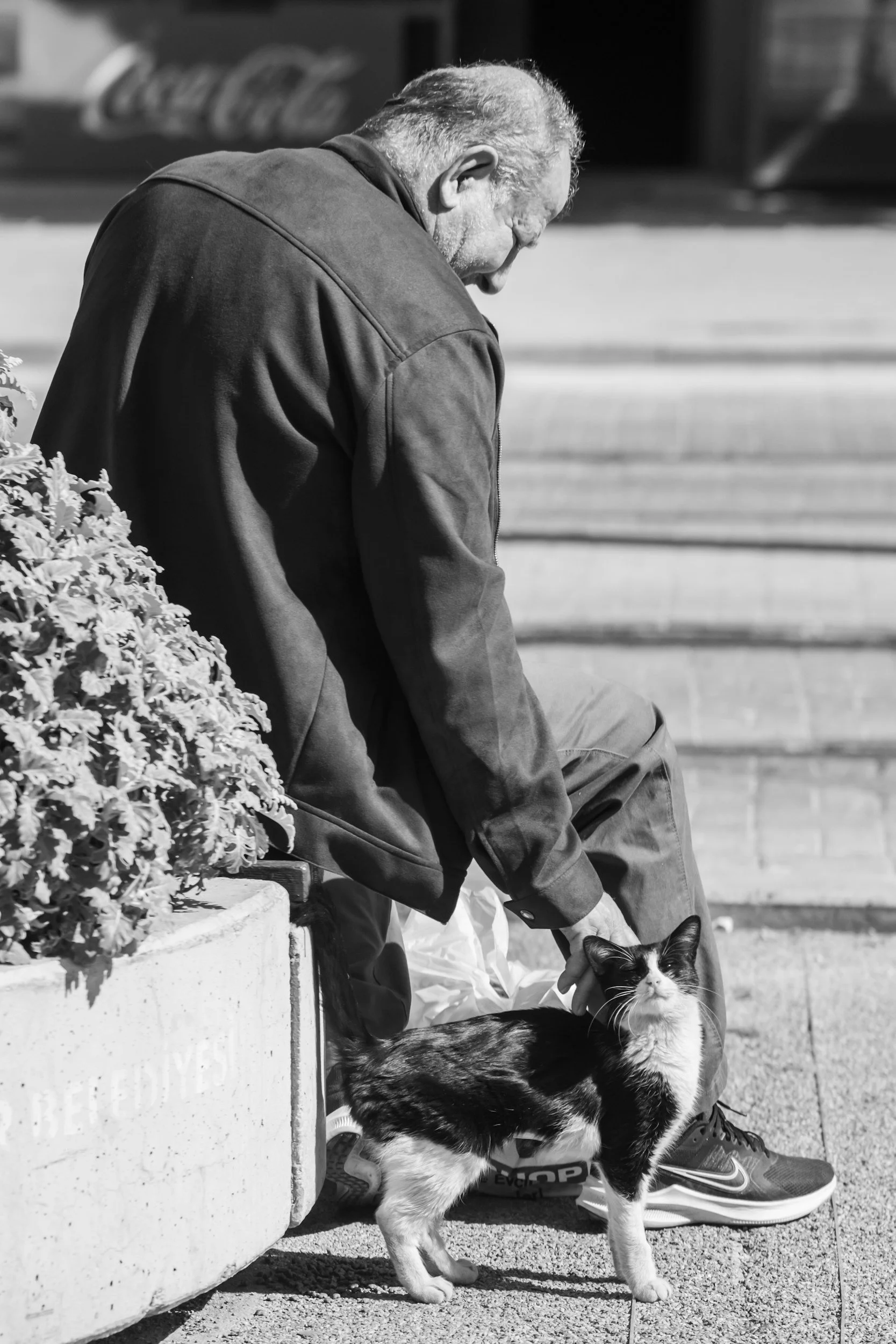 What We Can Learn From Our Elders About Death, Euthanasia, and Compassionate Love for Pets in Brisbane