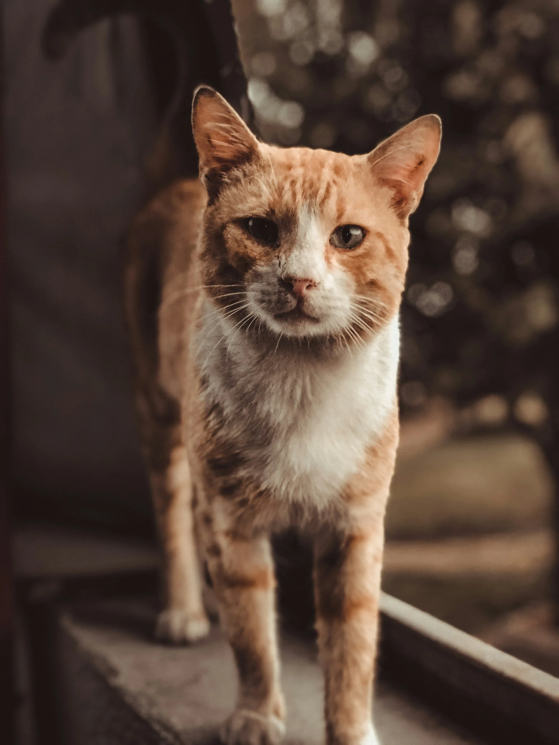 🐾 Frequently Asked Questions - Home Pet Euthanasia Love &amp; Toe Beans | Gentle In-Home Pet Euthanasia | Greater Brisbane Region