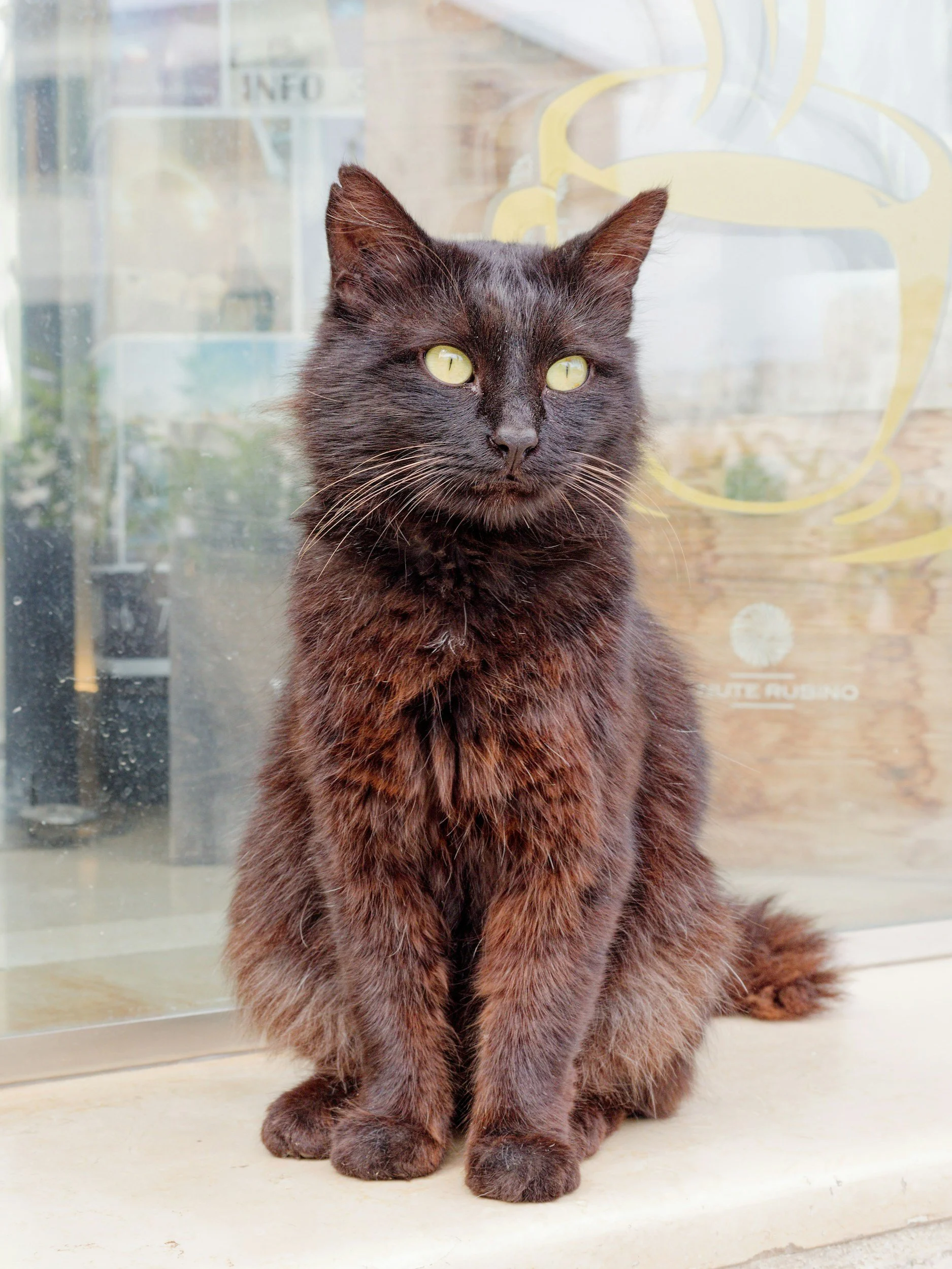 Pet Euthanasia FAQ: Knowing When It's Time &amp; Quality of Life | Love &amp; Toe Beans Brisbane