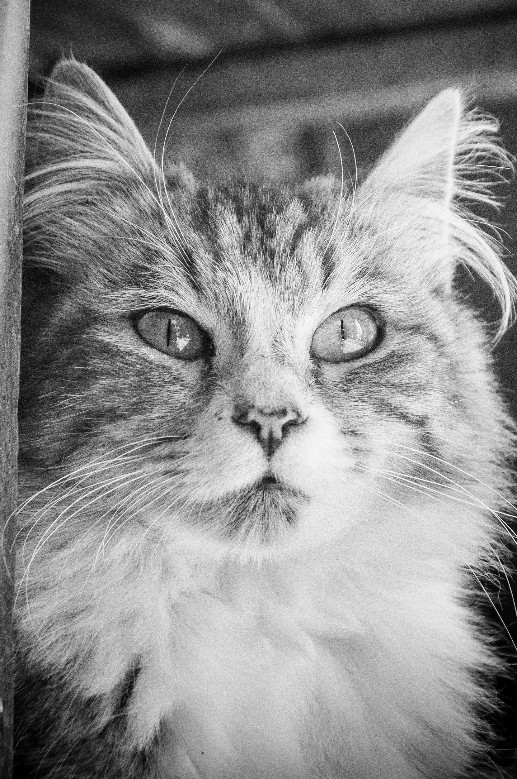 🐾 Part 1 of 4: What Quality of Life Really Means for Your Pet Beyond survival, beyond the food bowl, and why it matters