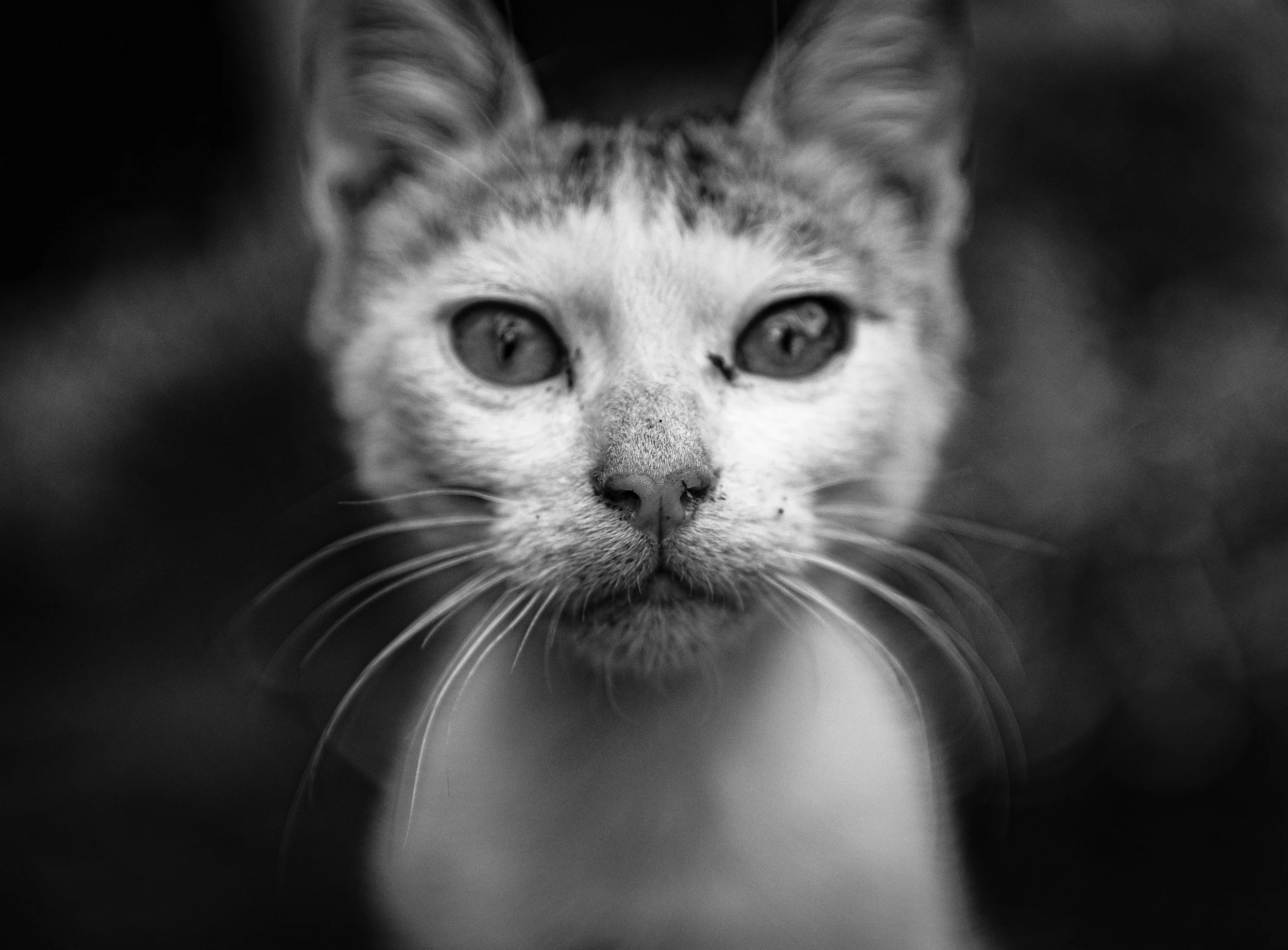 🐾 Part 3 of 4: When You Are Too Close to See Clearly The self doubt, the stoic pet, the good days that confuse you, and why your instinct matters