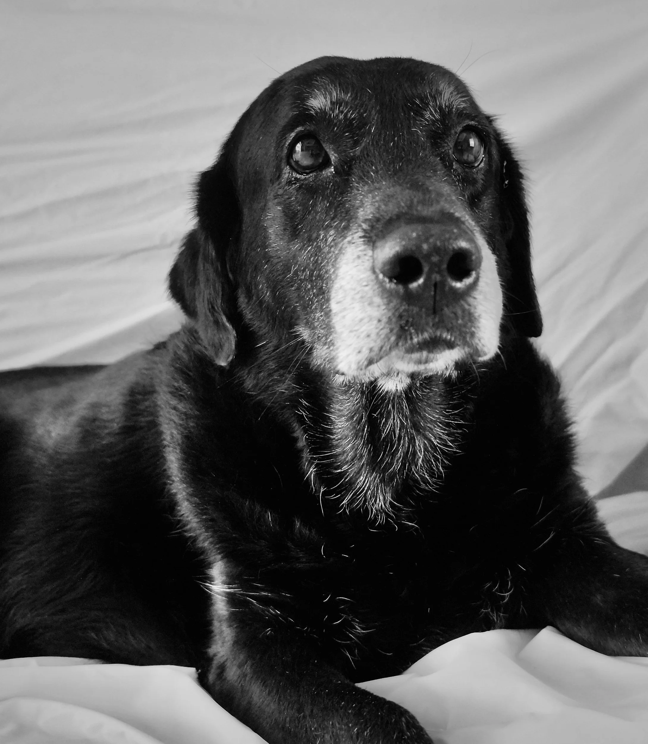 🐾 Part 2 of 4: How to Assess Your Pet's Quality of Life The scale, its limitations, and the signs no chart can measure