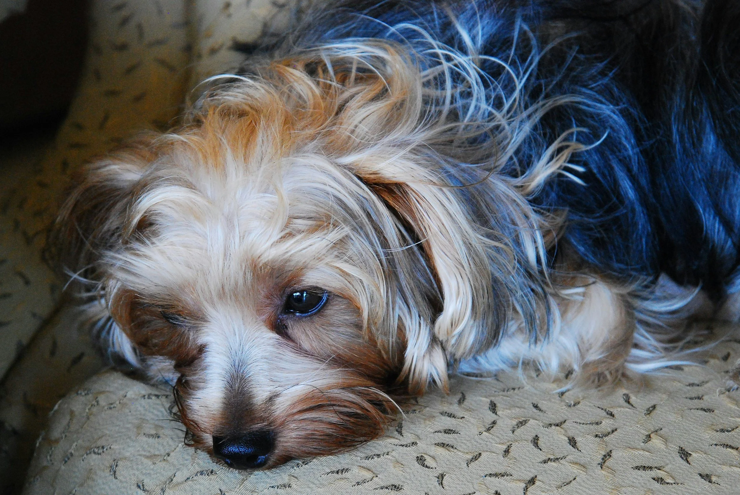 Love &amp; Toe Beans: A Gentle Guide for Families Preparing for a Home Pet Euthanasia Visit