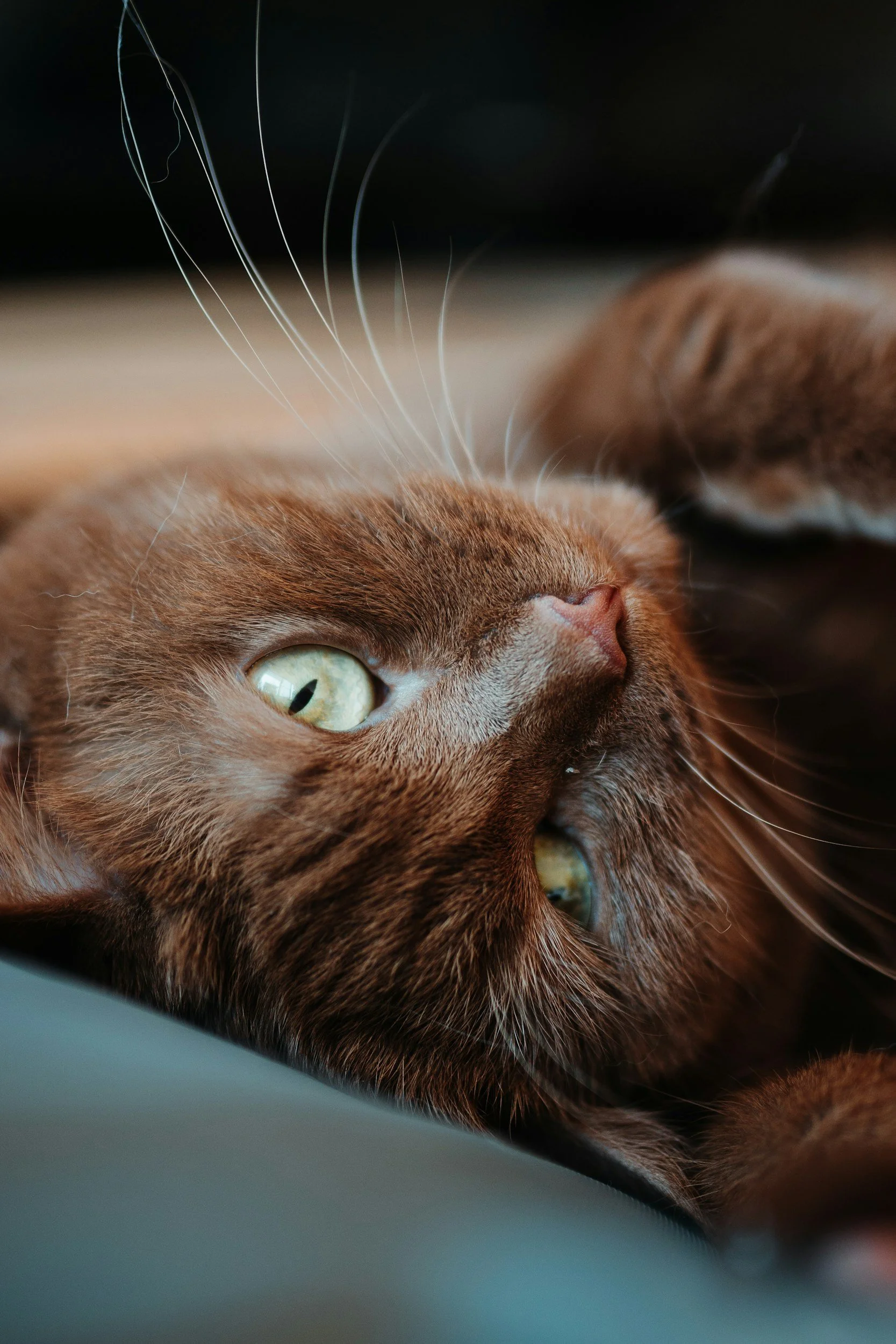 🐾&nbsp;Osteoarthritis in Cats: What It Means, How to Help, and When to Consider Saying Goodbye🌈