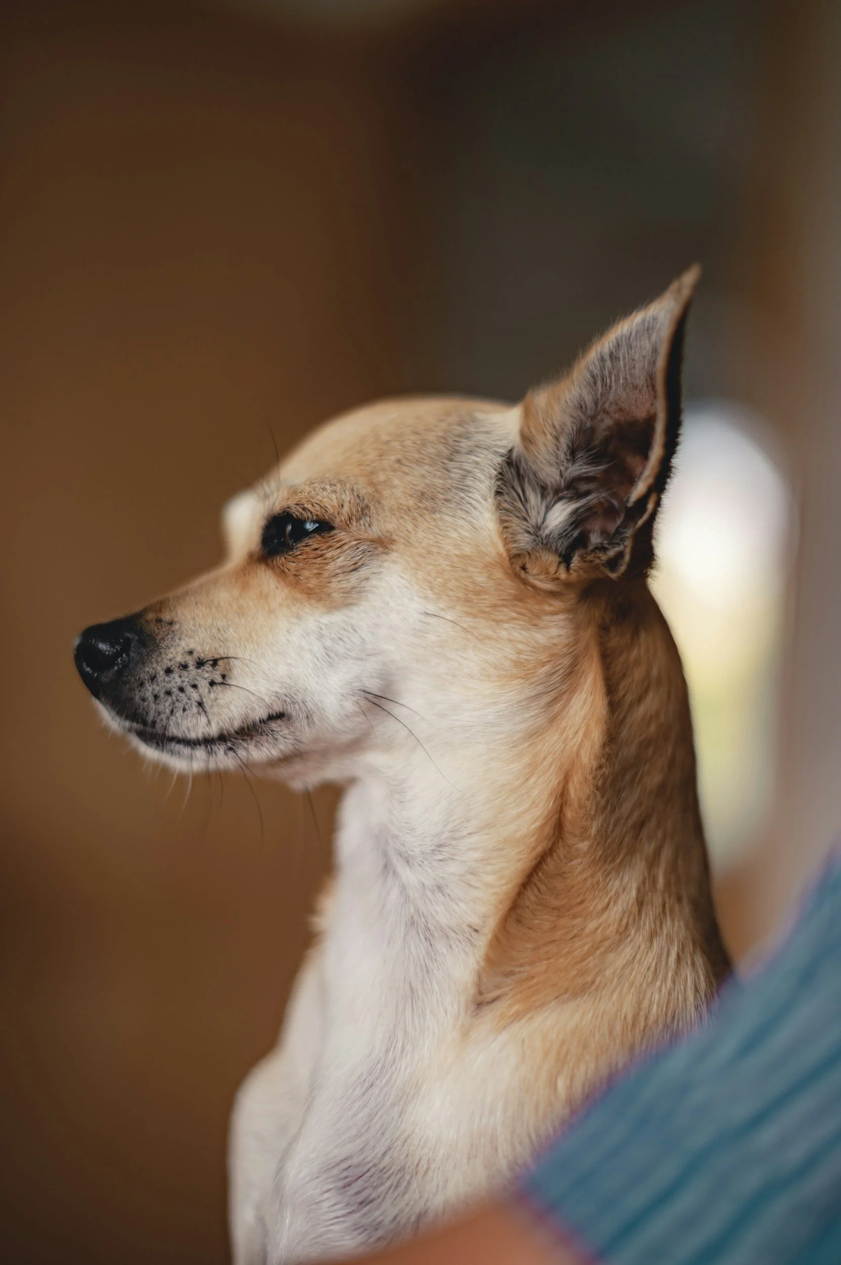 🐾 Osteoarthritis in Dogs: What It Means, How to Help, and When to Consider Saying Goodbye🌈