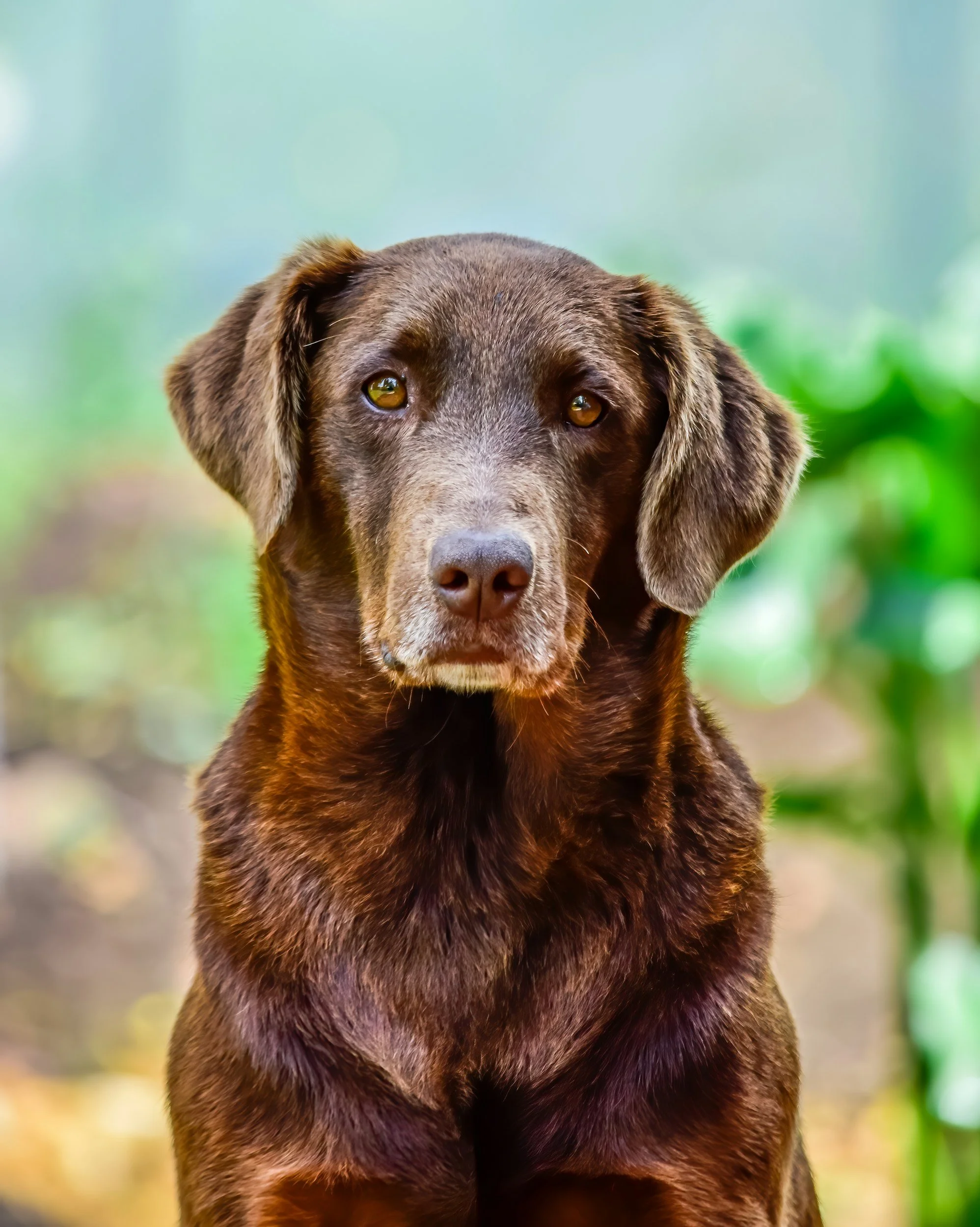 Understanding Dog Dementia: Signs to Watch For in Your Beloved Companion