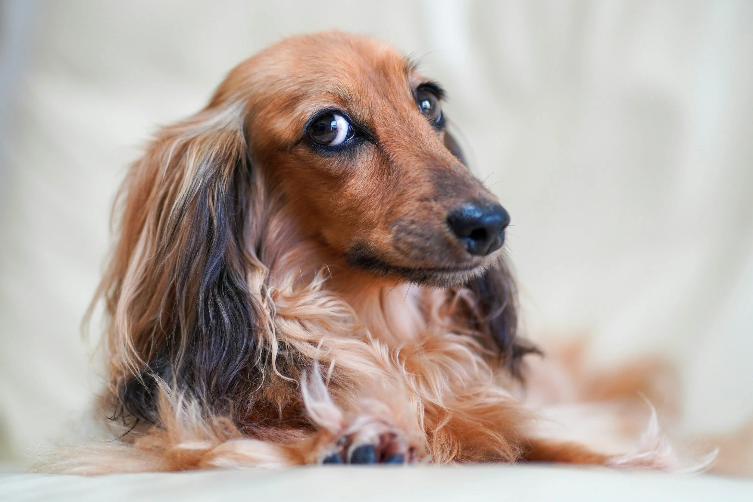 Understanding Intervertebral Disc Disease (IVDD) in Dogs: Compassionate Care and Support in Brisbane