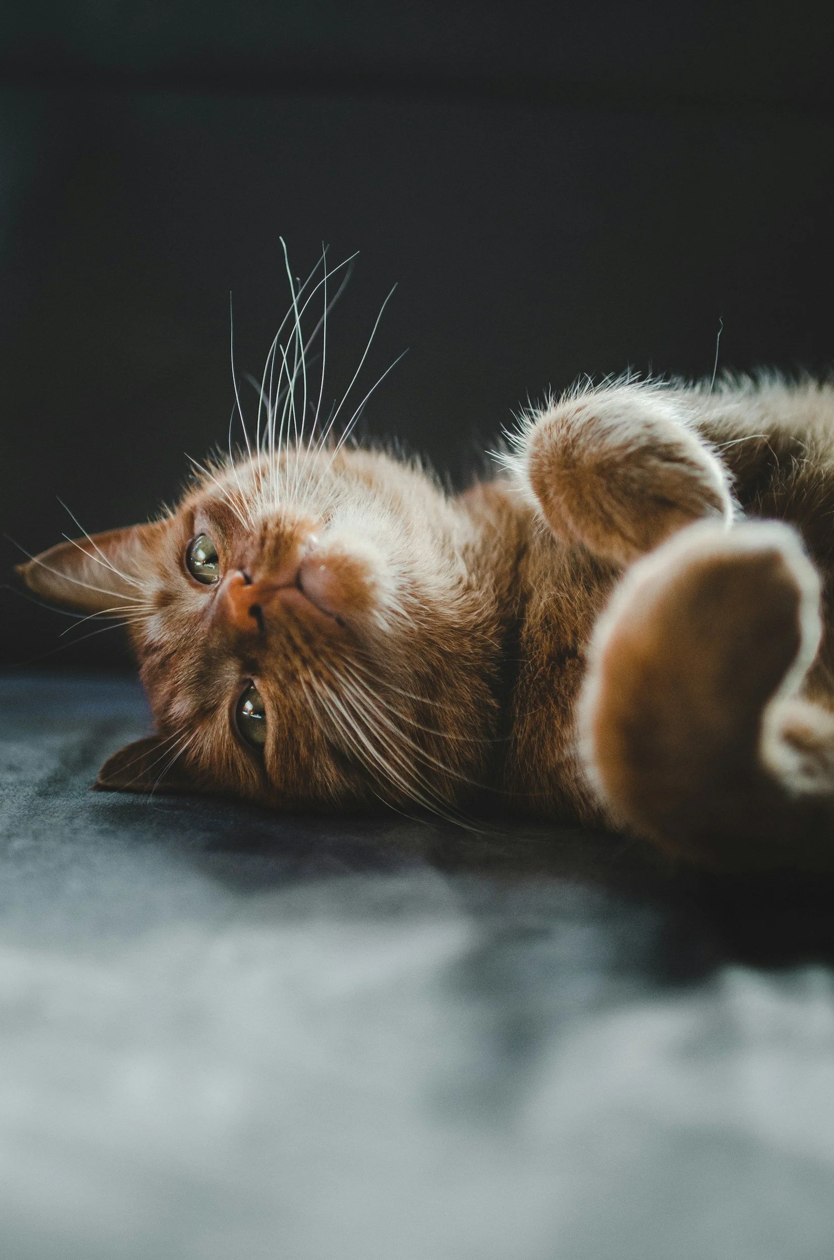 Love &amp; Toe Beans: A Gentle Guide for Families Preparing for Gentle Home Cat Euthanasia