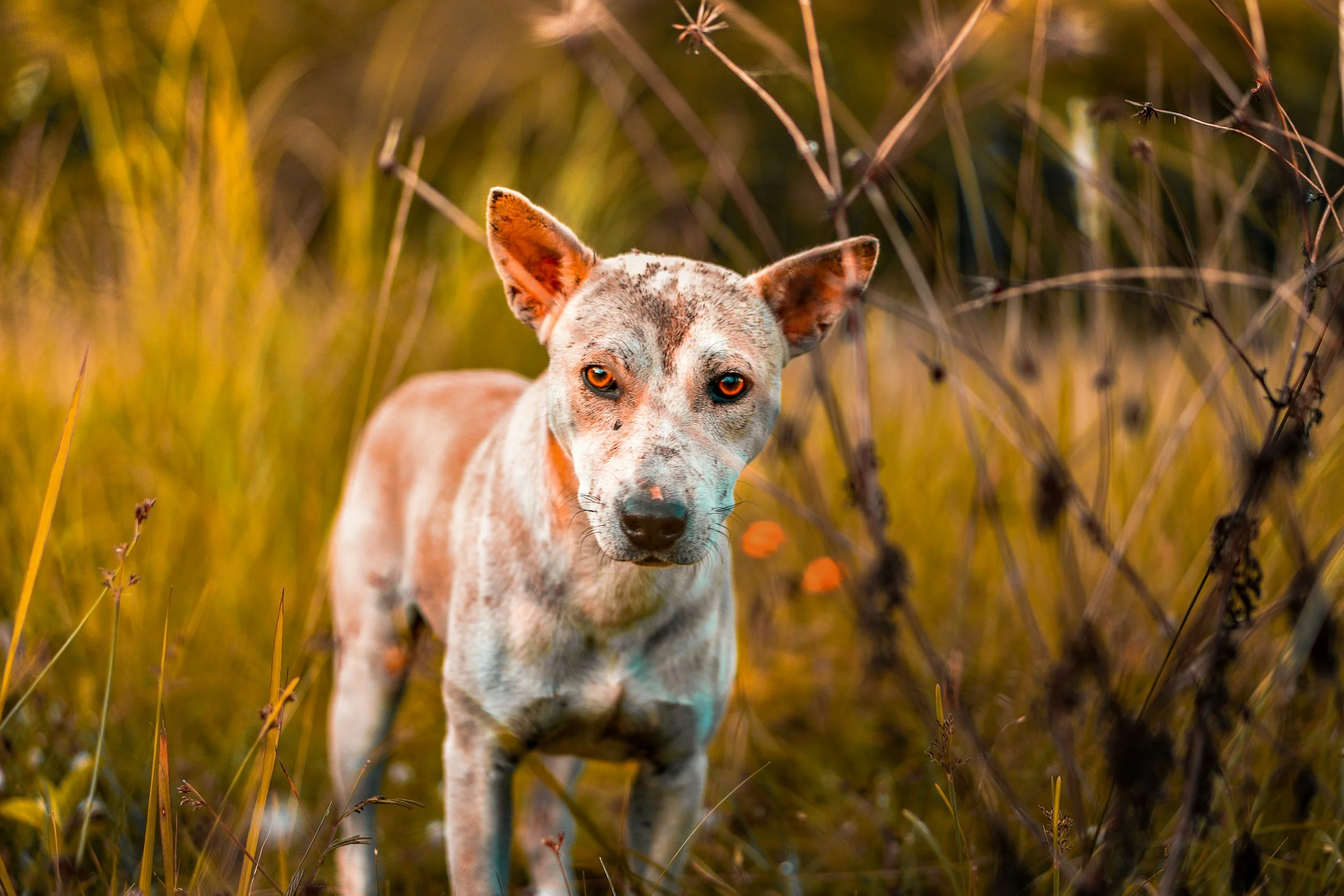 Part 2- Osteoarthritis in Dogs: What It Means, How to Help, and When to Consider Saying Goodbye🌈