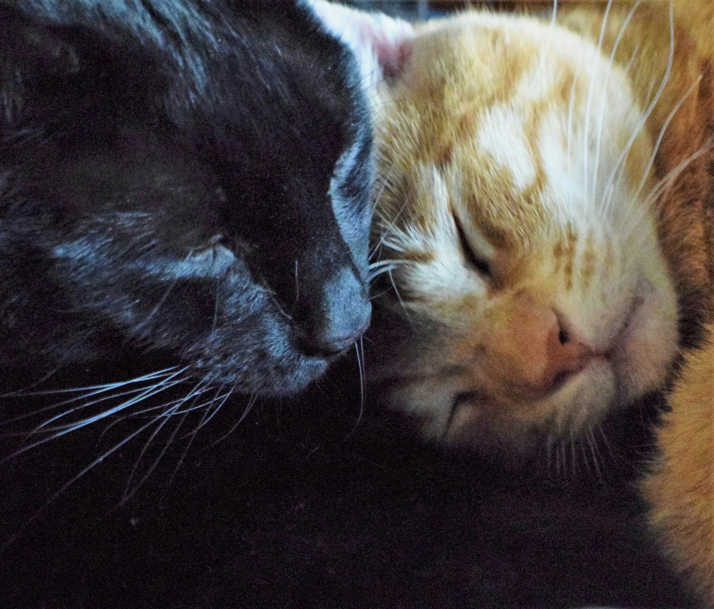 Hyperthyroidism in Cats: What It Means and How to Help 🌈