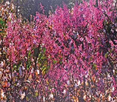 Nelu flowers.jpeg
