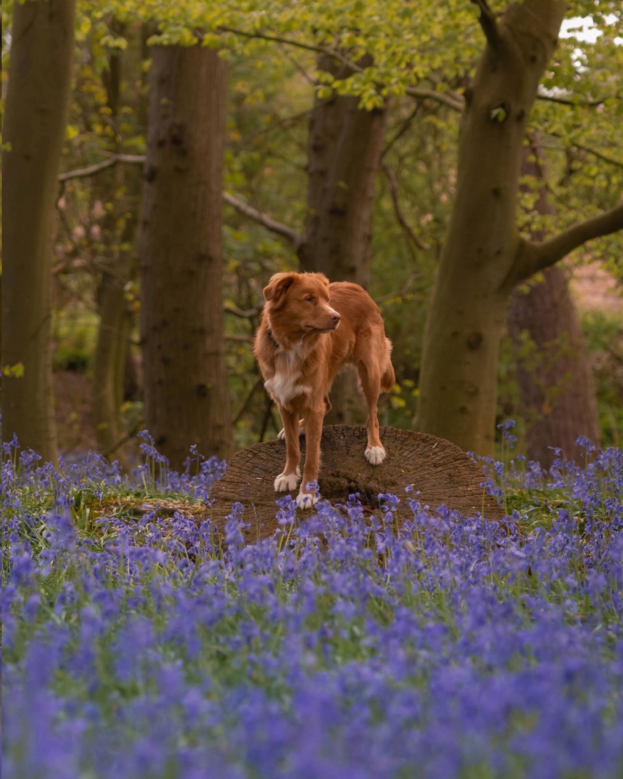 Dog in a woodland surrounded by bluebells