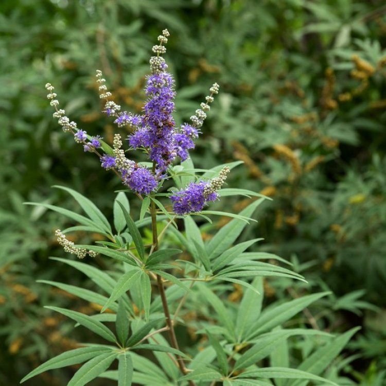 Agnus Castus for Hormonal Acne