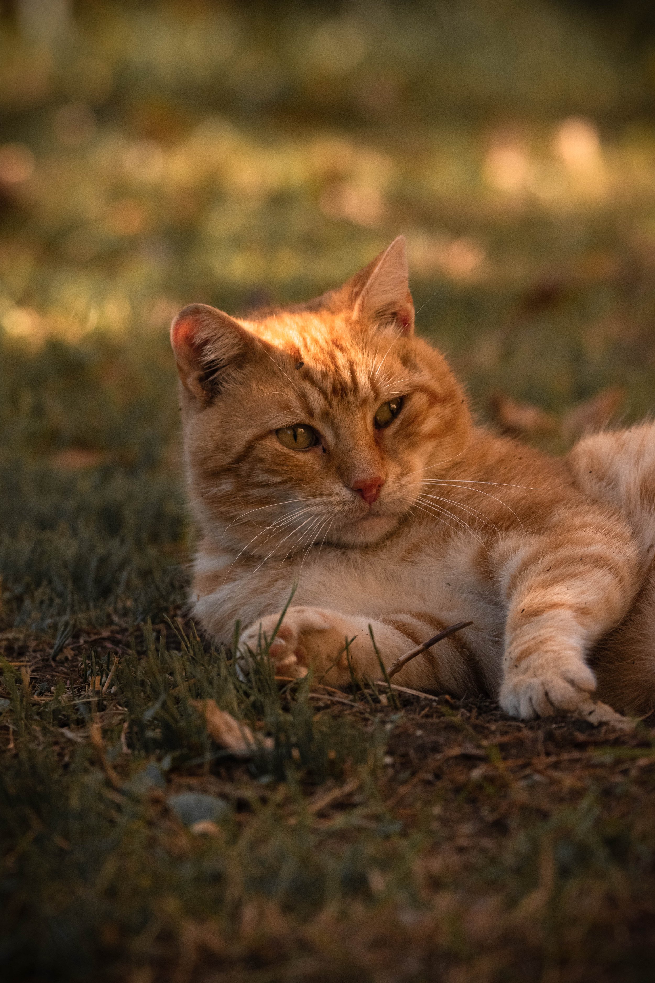 The Posing Cat