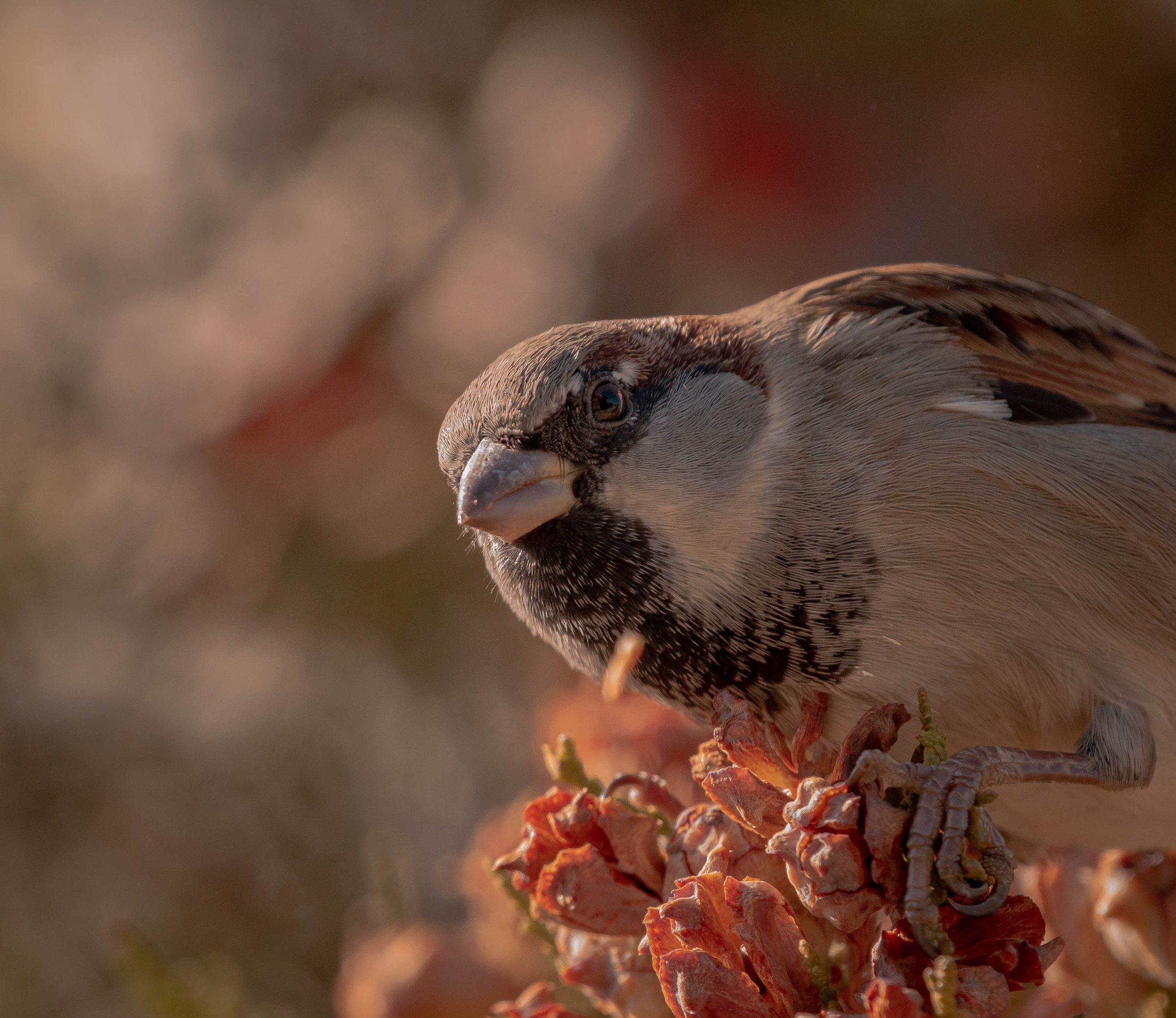 Sparrow in the Garden