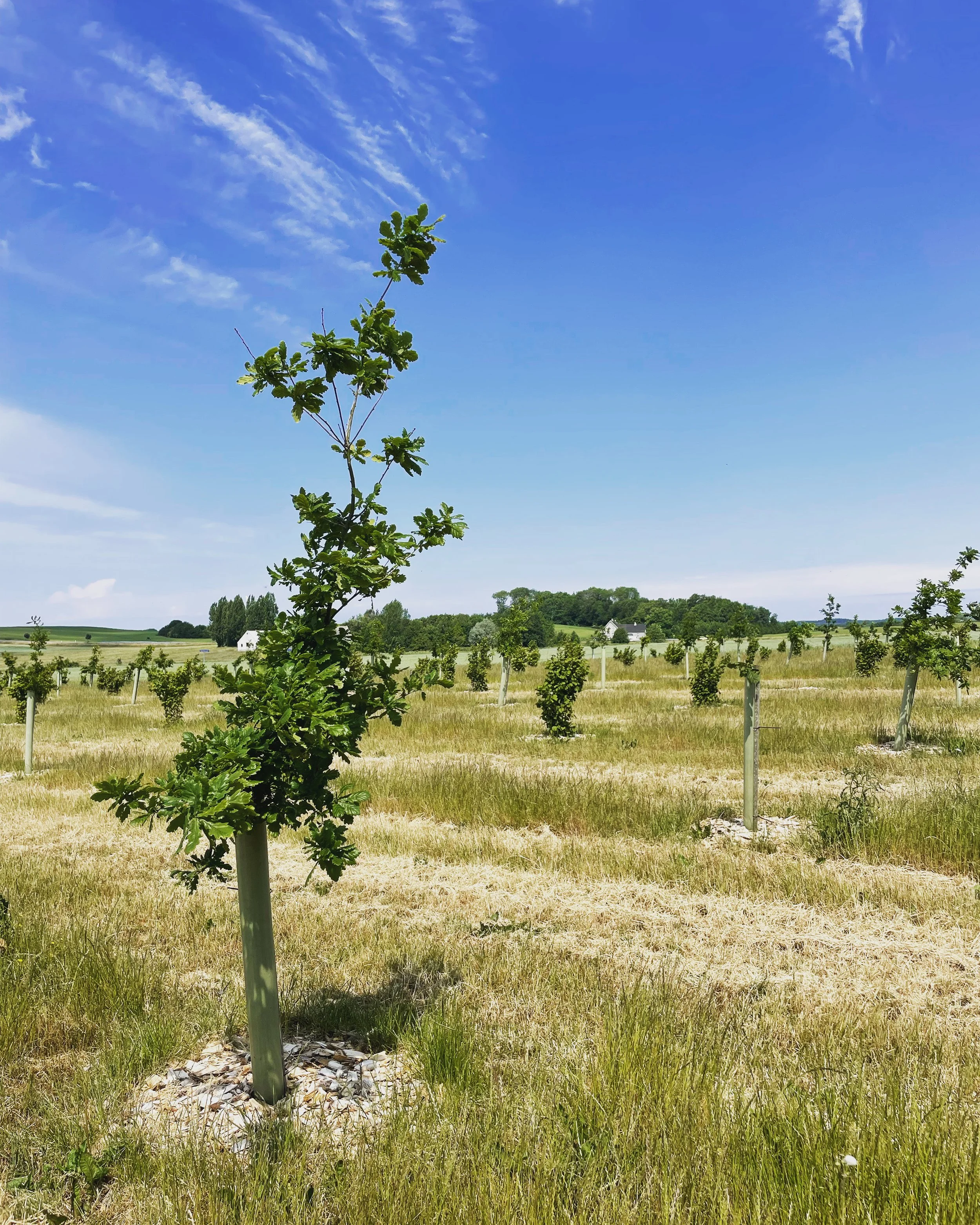 4BE67A0F-4115-497C-AA14-E1BC4664C3DA 3.jpeg