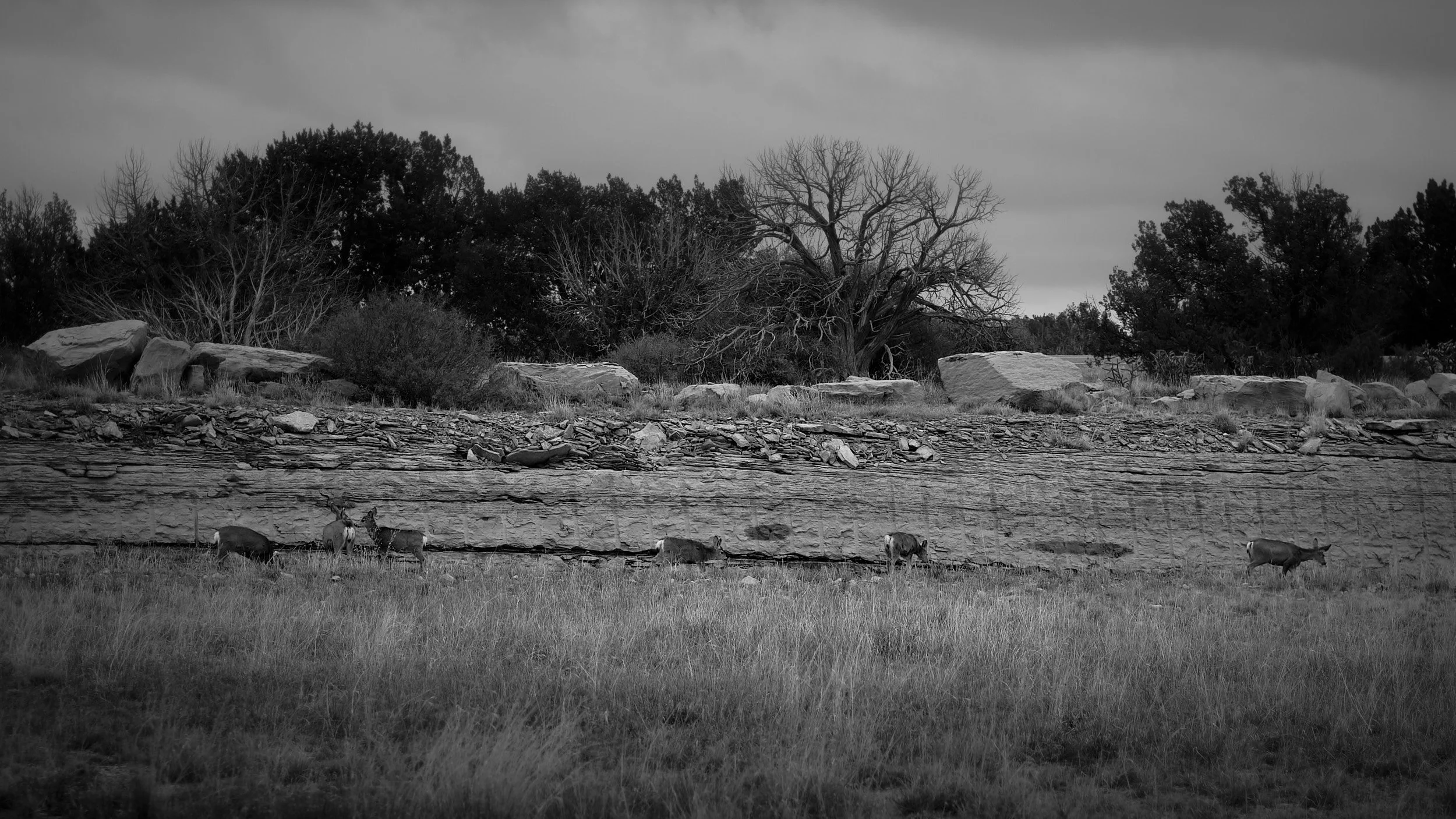 DSCF0600.jpg