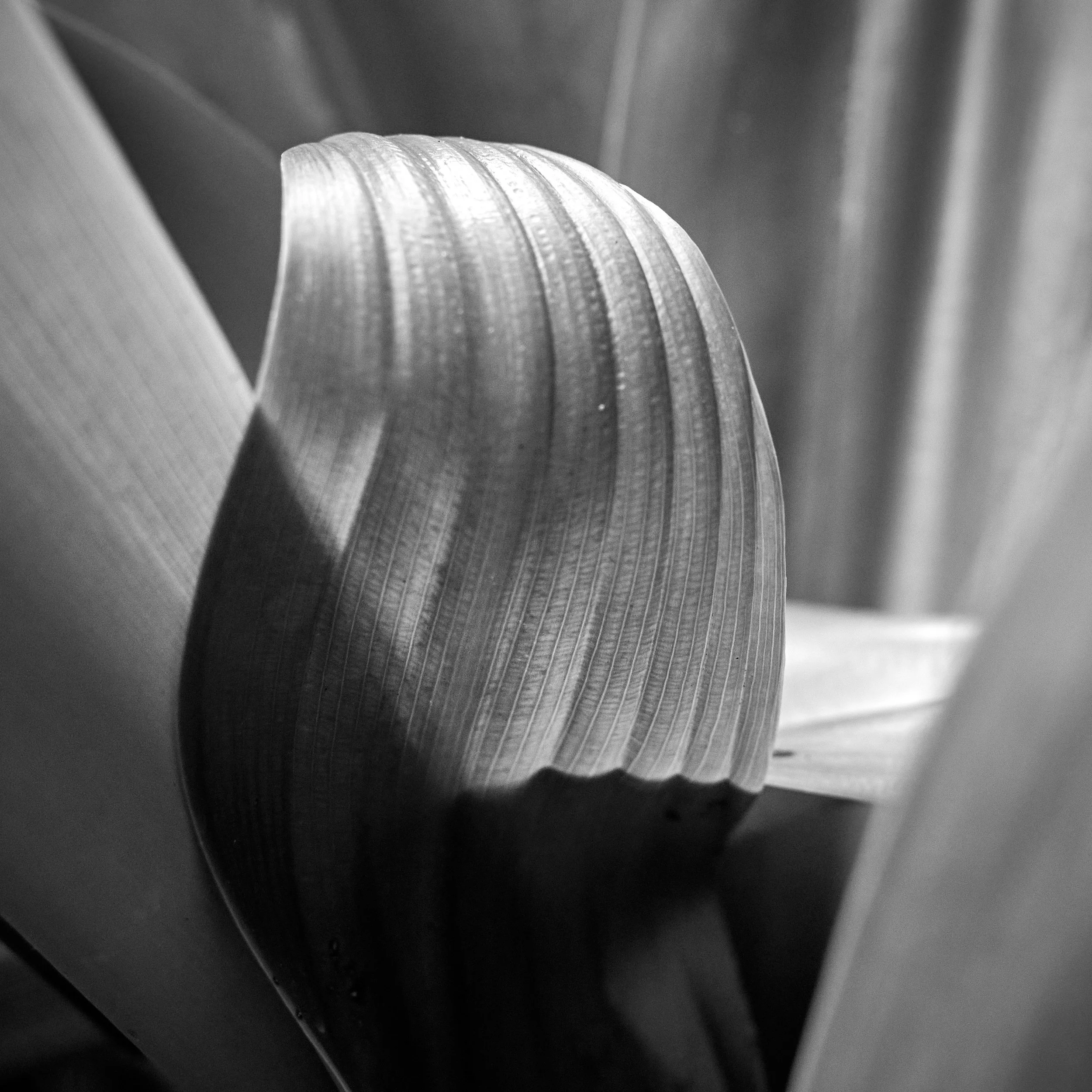 DSC_0010 2.jpg