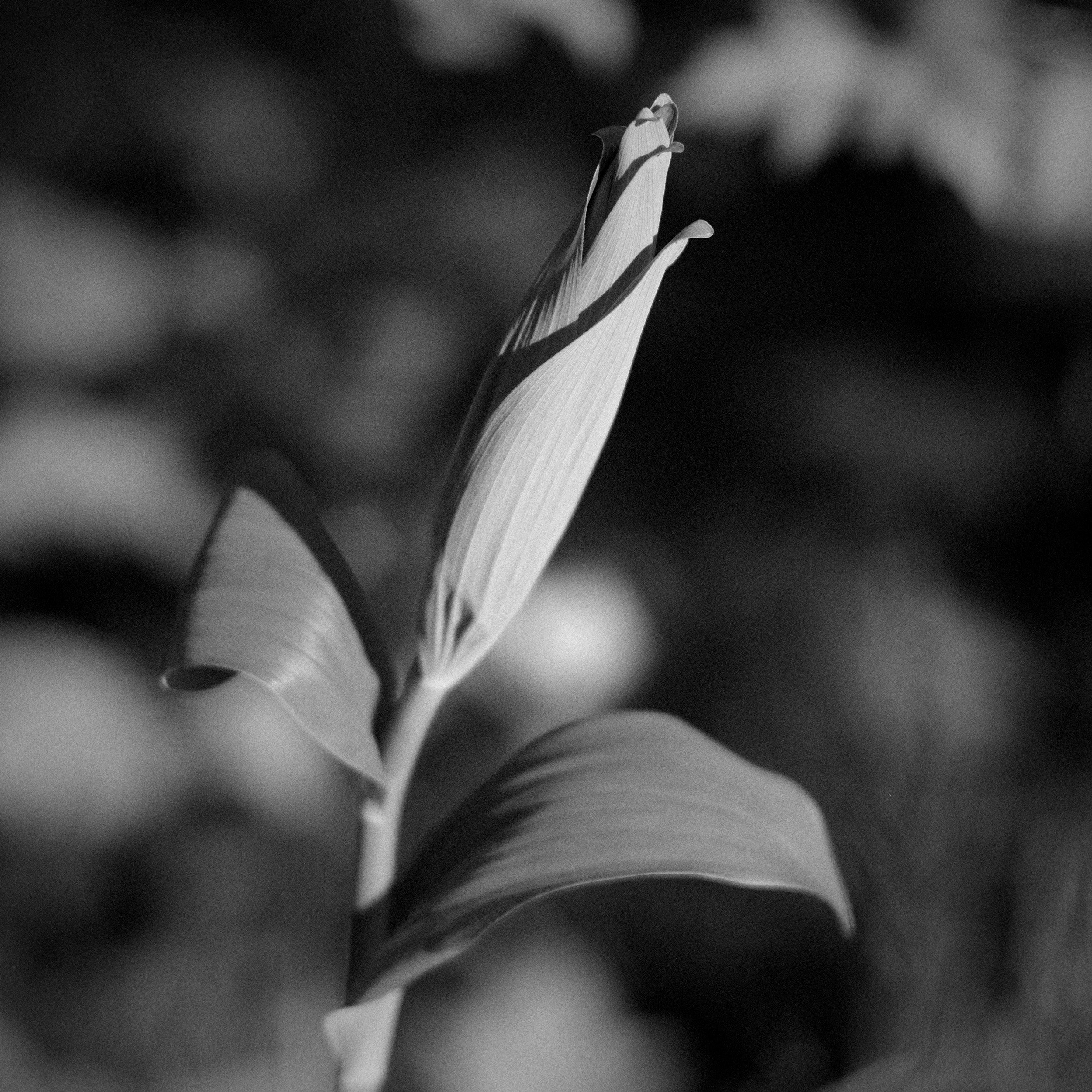 DSCF0131 2.jpg