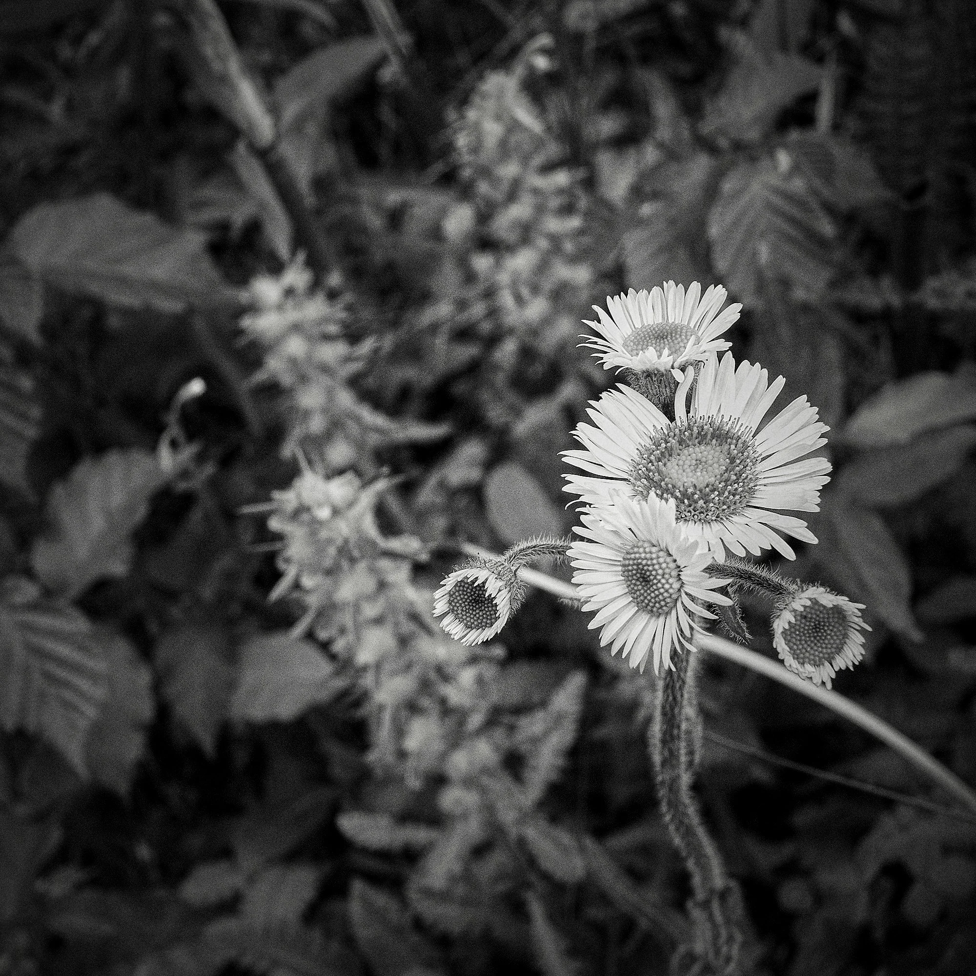 DSC_0406.jpg
