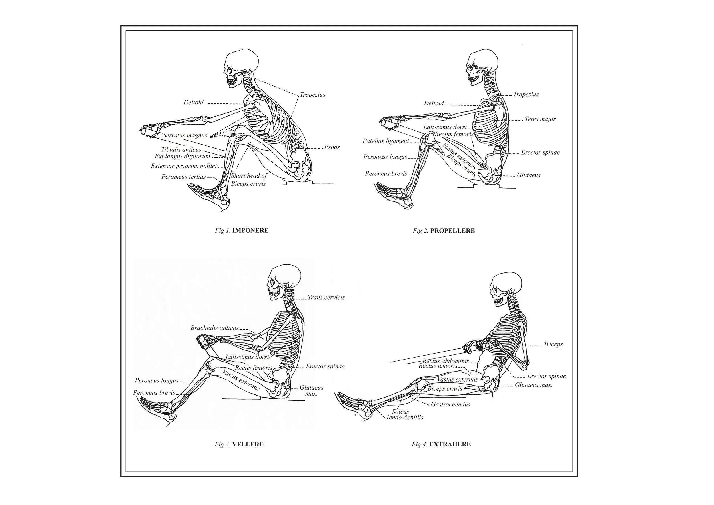 Anatomy print 2 out.jpg