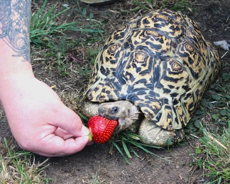 A gentle tortoise visiting a community group