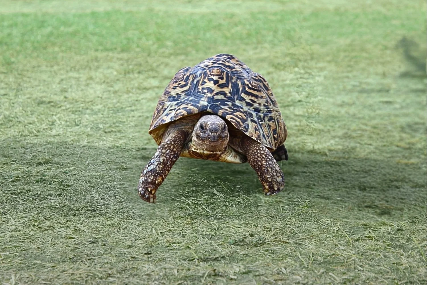A close-up reptile ready for a team experience