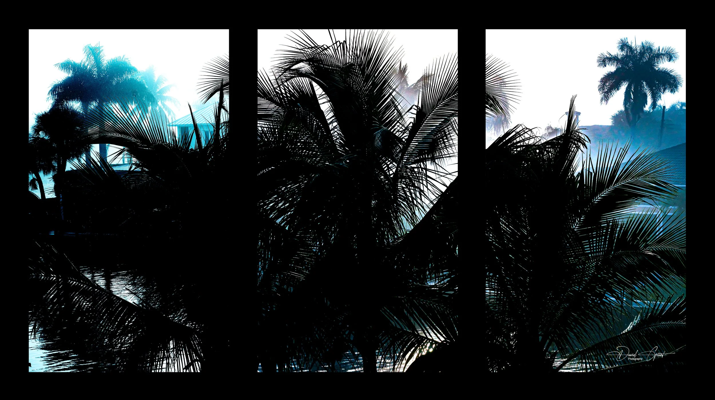 Silhouette of tropical palm trees in front of a bright sky, divided into three panels.
