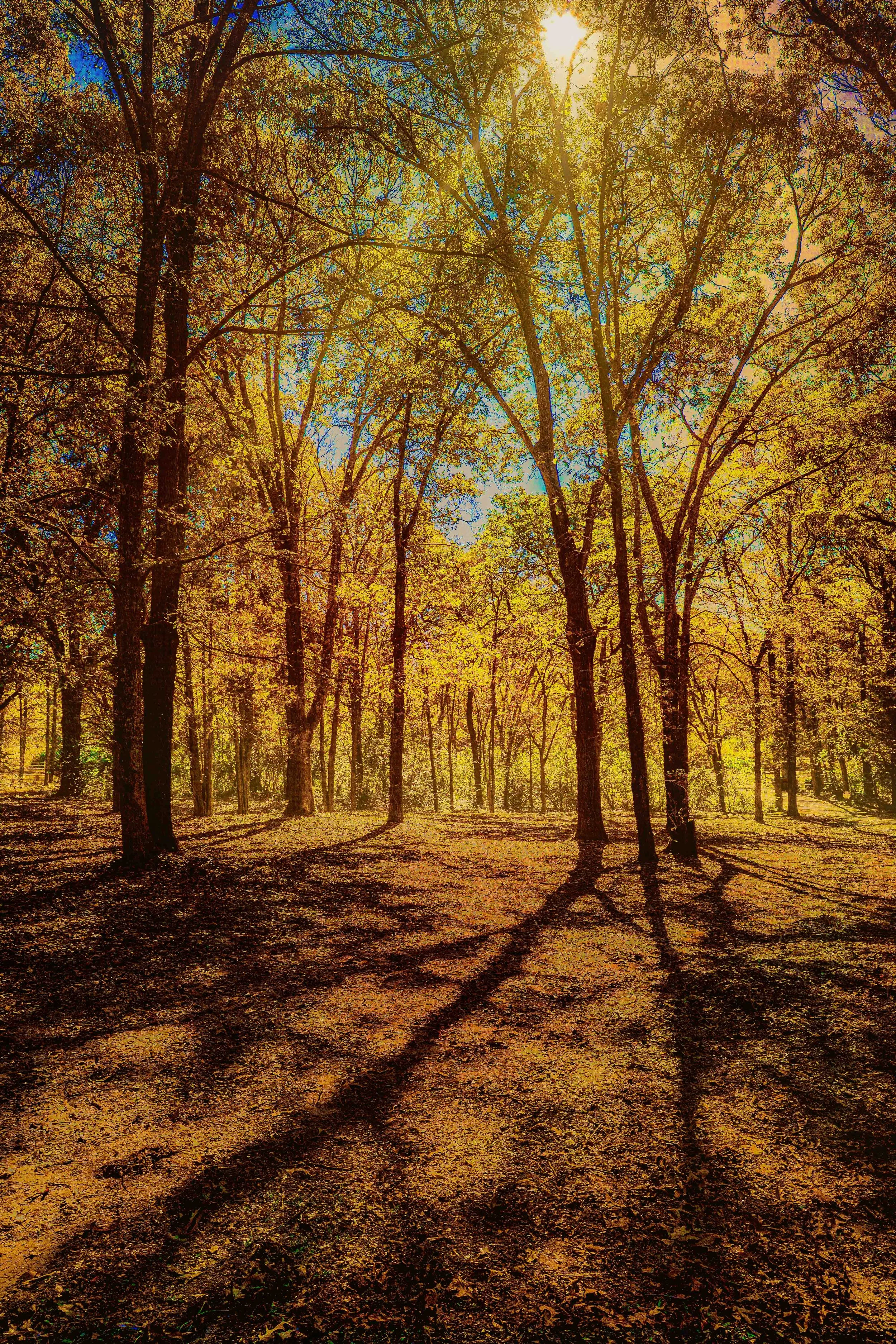 Golden Canopy