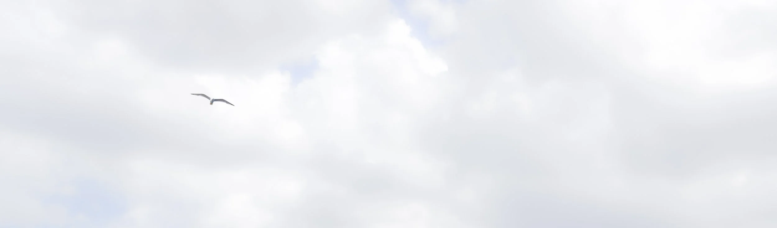 seagull redo final 2 jpg.JPG