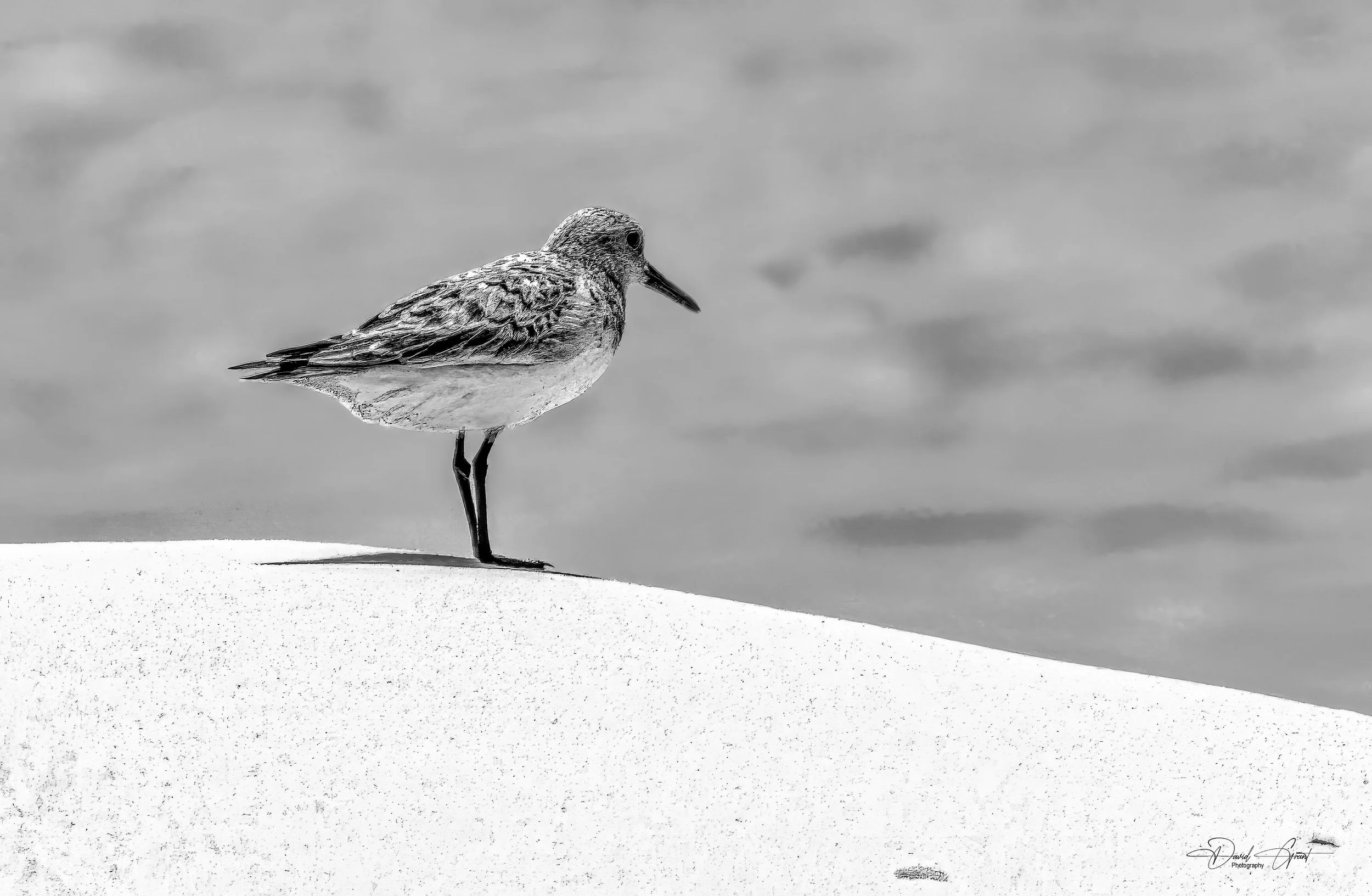 A black and white photo of a bird standing on a snow-covered surface with a cloudy sky in the background.