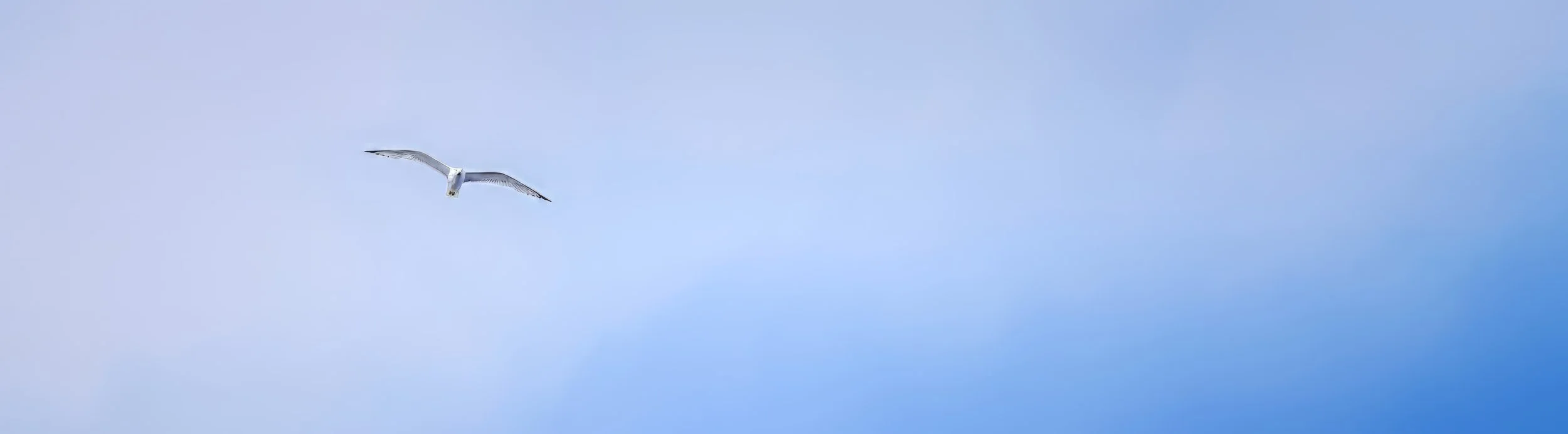 Between Sky and Silence