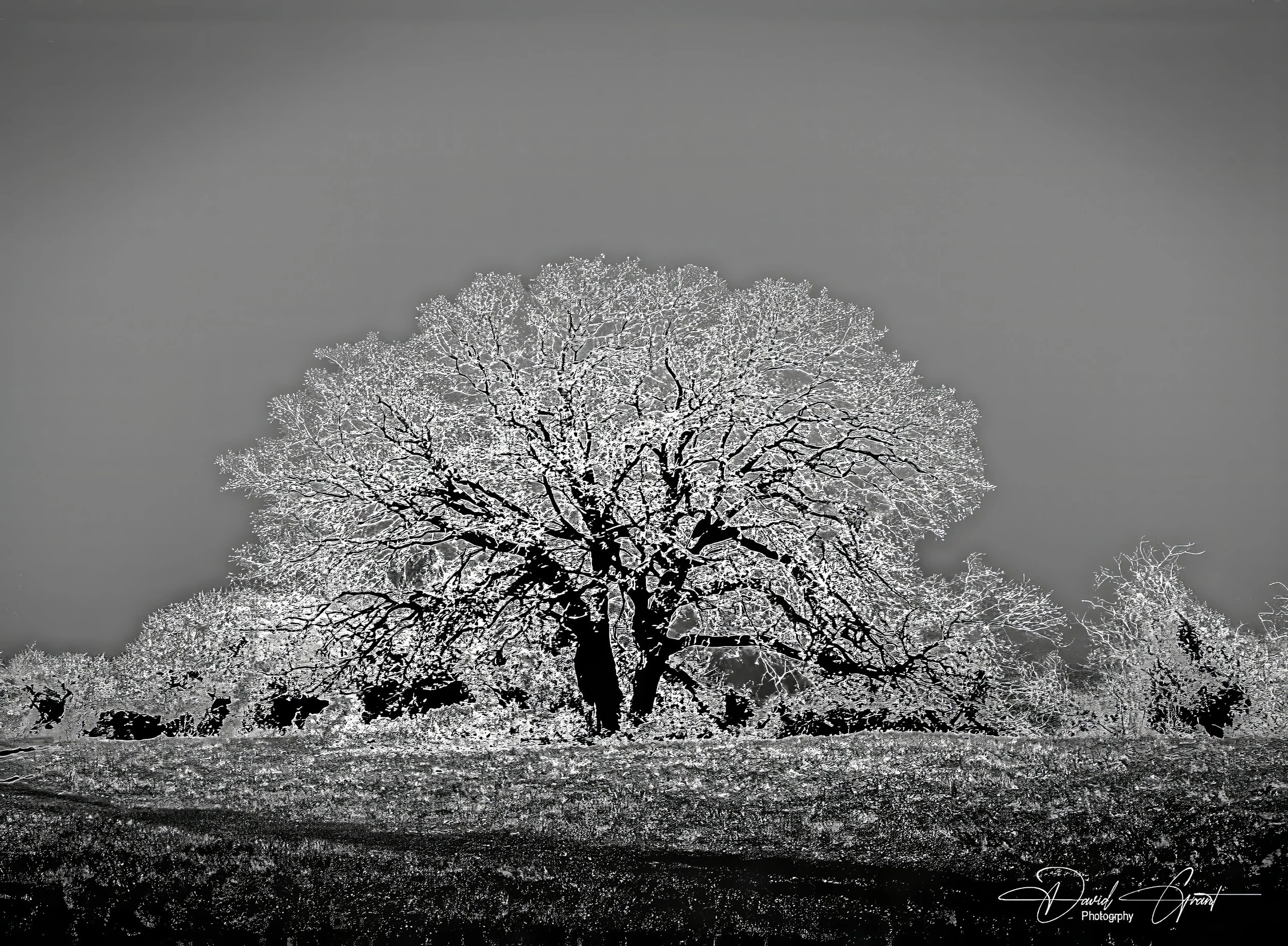 shade free 3 signed-topaz-denoise.jpg