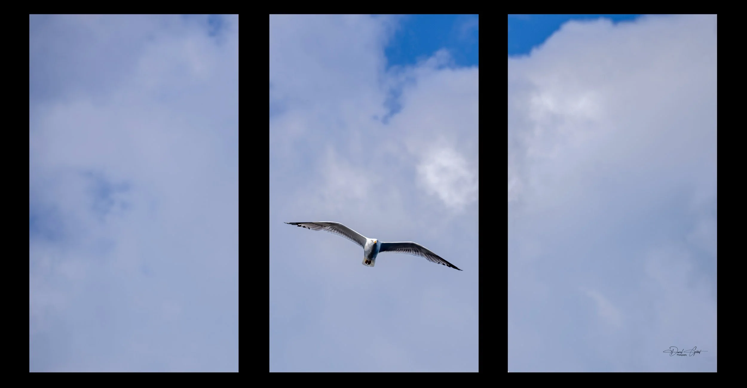 A seagull soaring in a partly cloudy blue sky divided into three vertical panels.