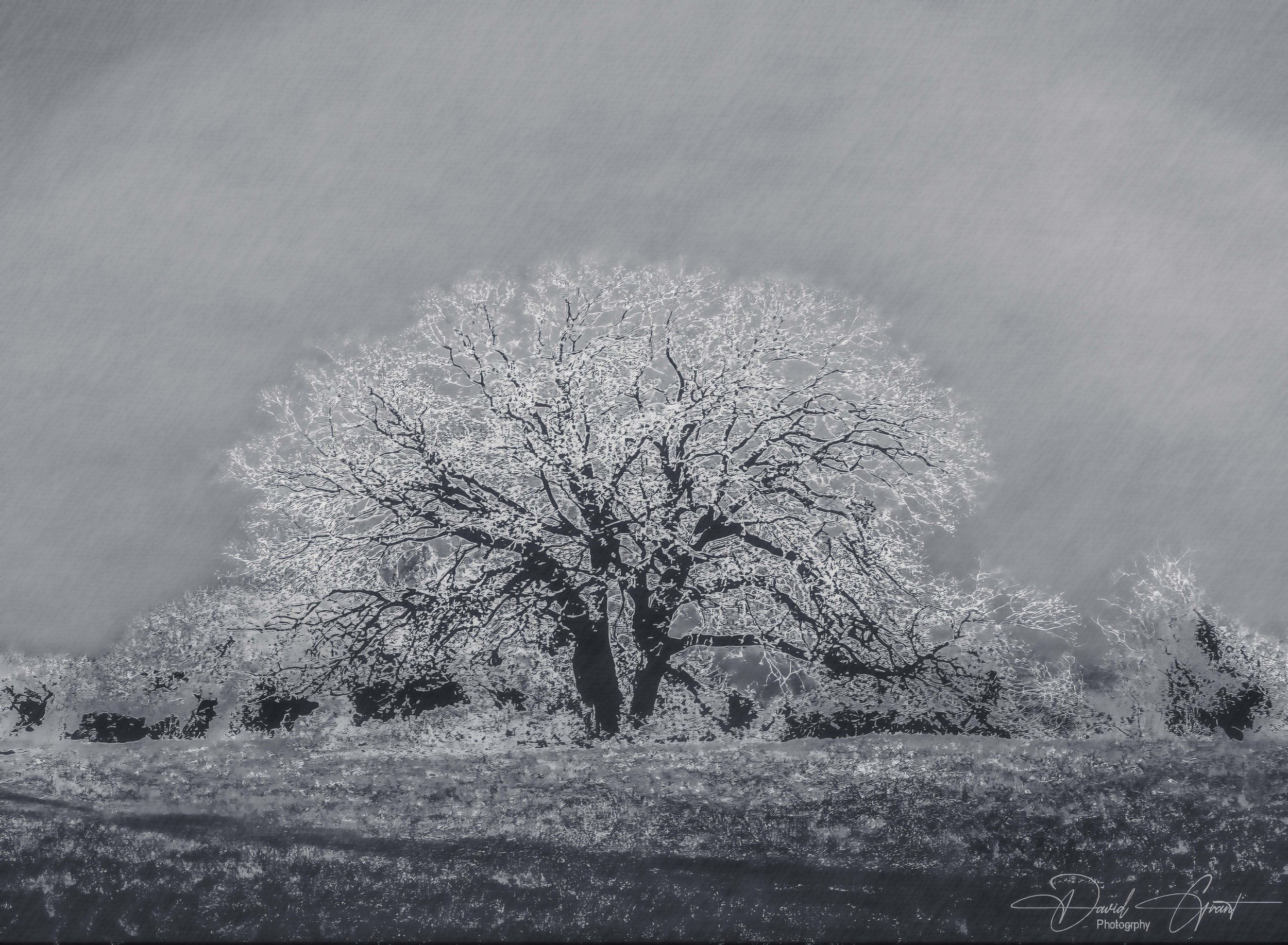 white tree 2.2 small.JPG