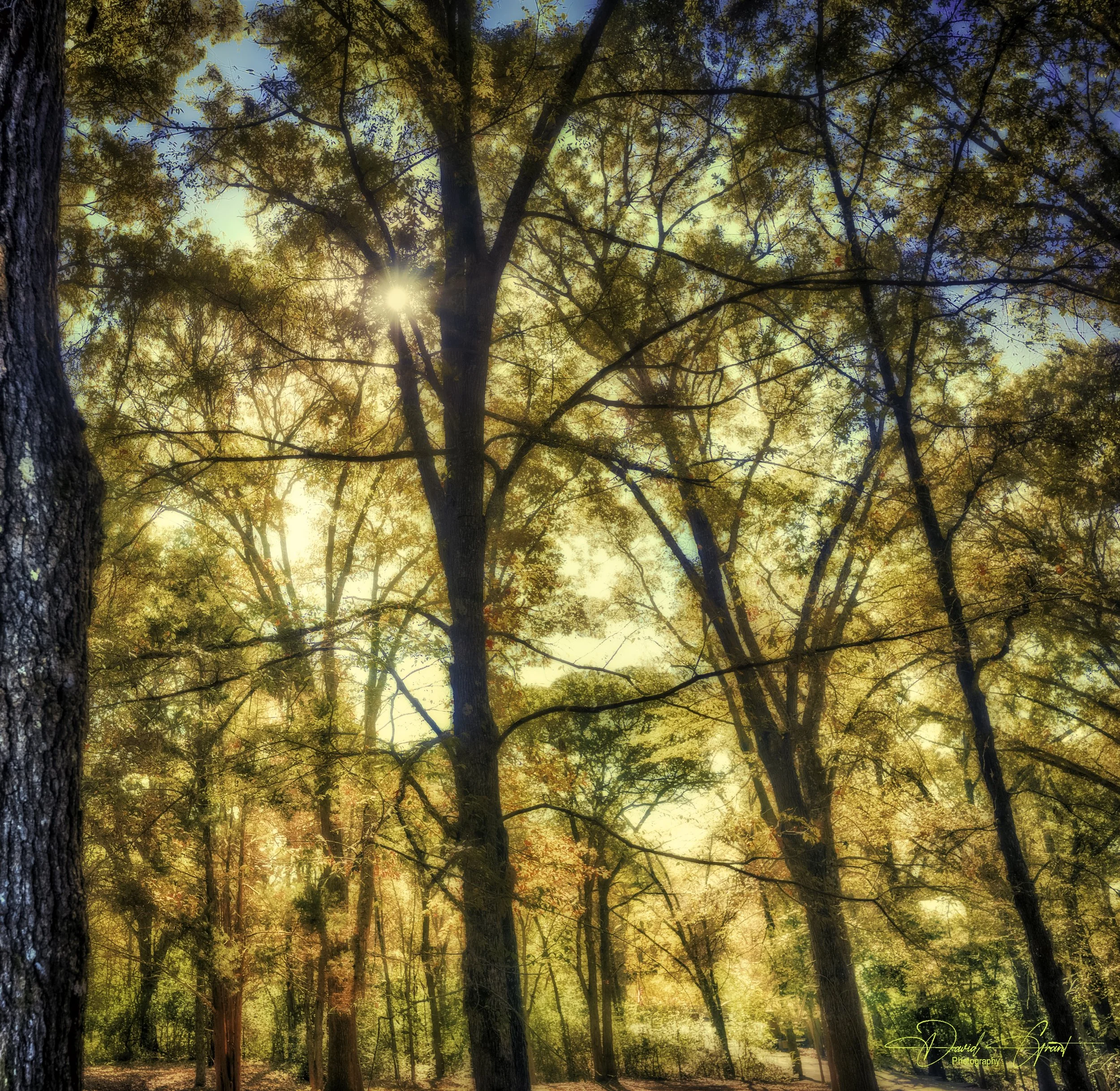Sunlight shining through a forest with tall trees and autumn leaves.