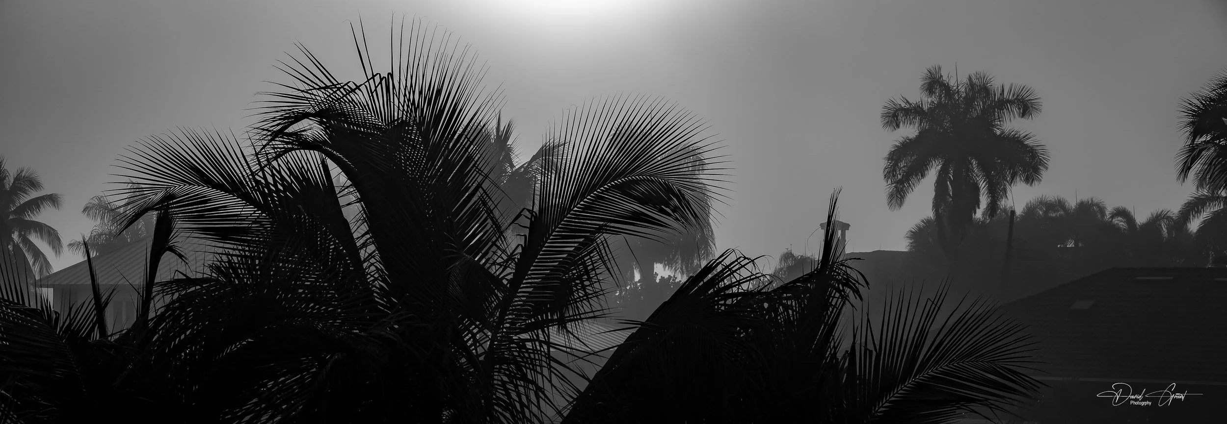 Misty Palm