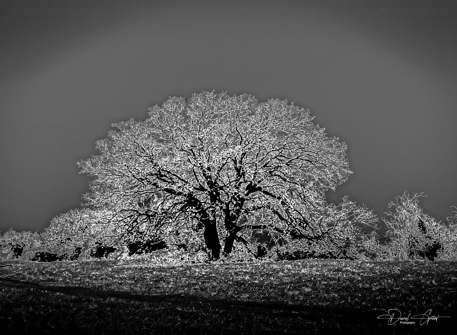 A large tree covered in snow standing in a landscape with a dark sky in the background.
