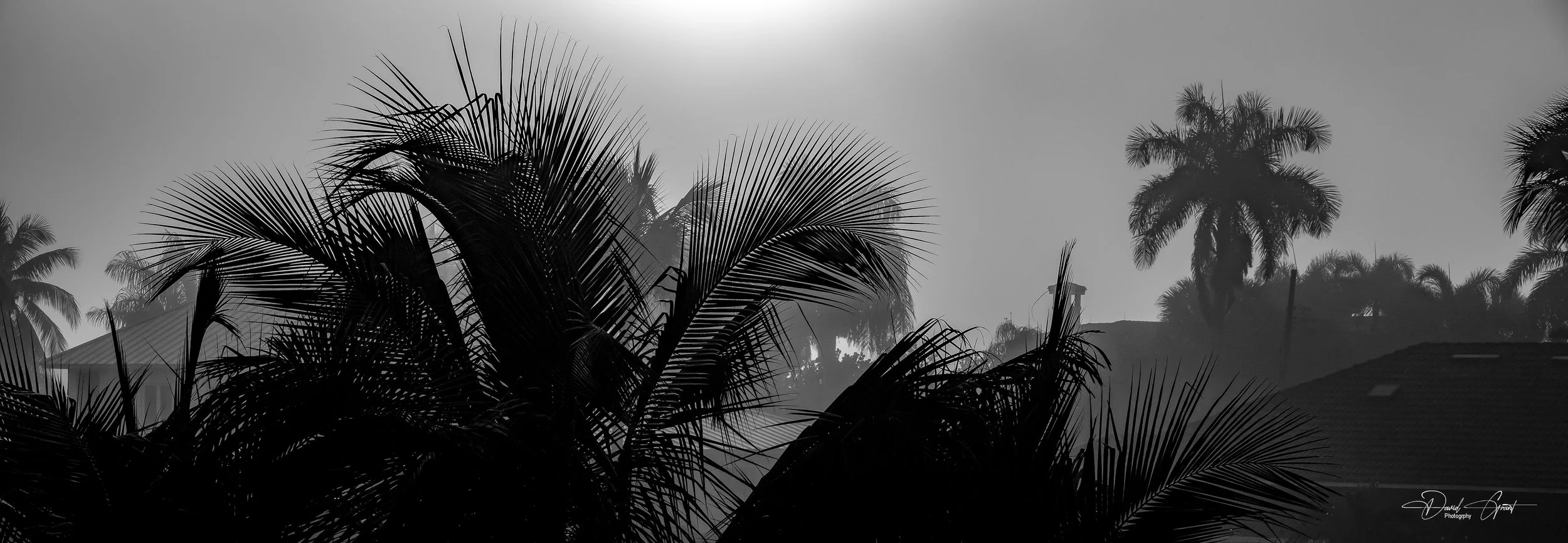 Silhouettes of palm trees against a foggy sky and bright sun, black and white photo.