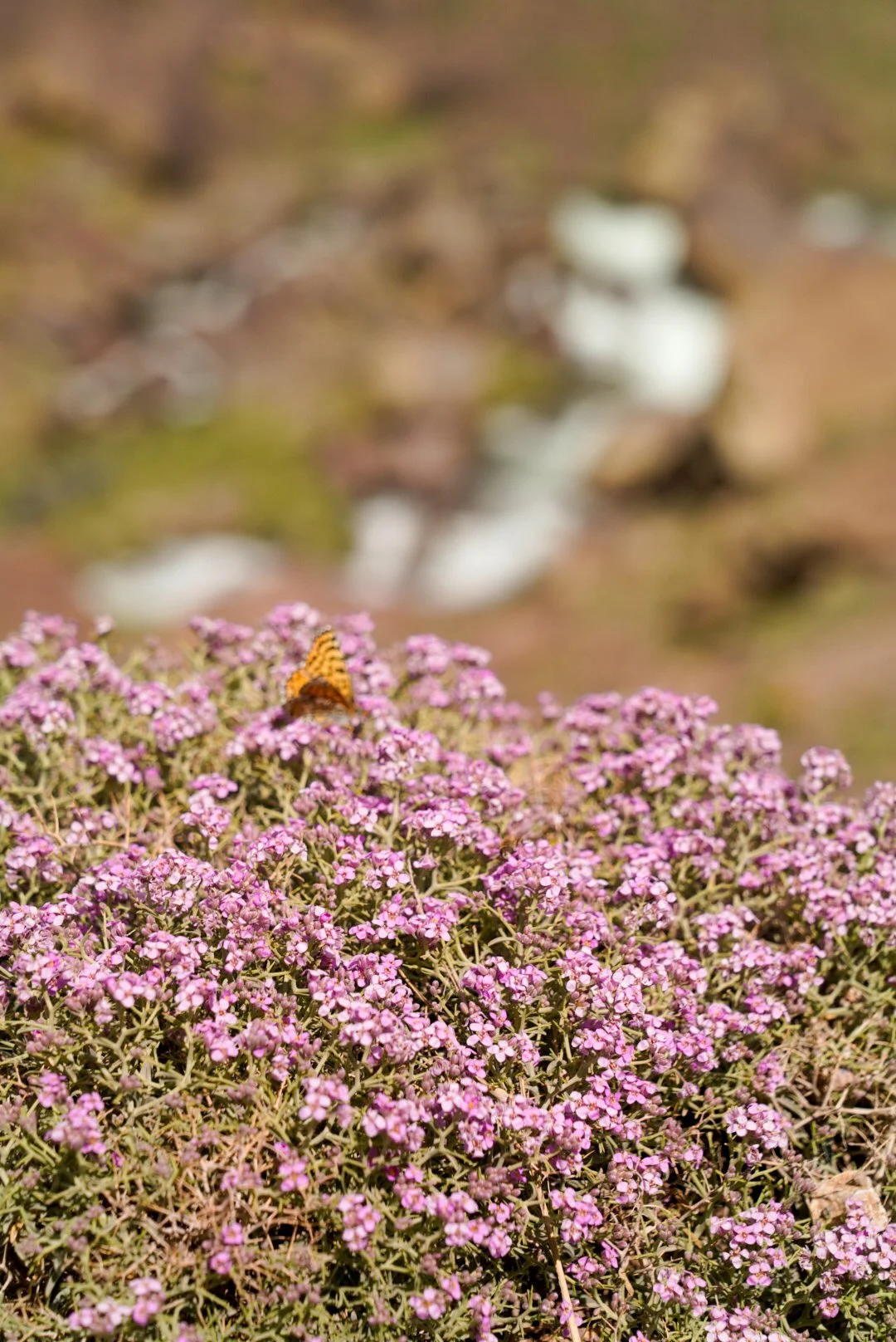 _DSC1327.jpg