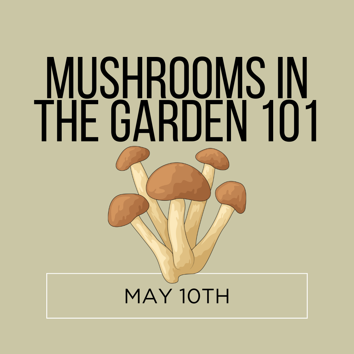 Mushrooms in the Garden 101