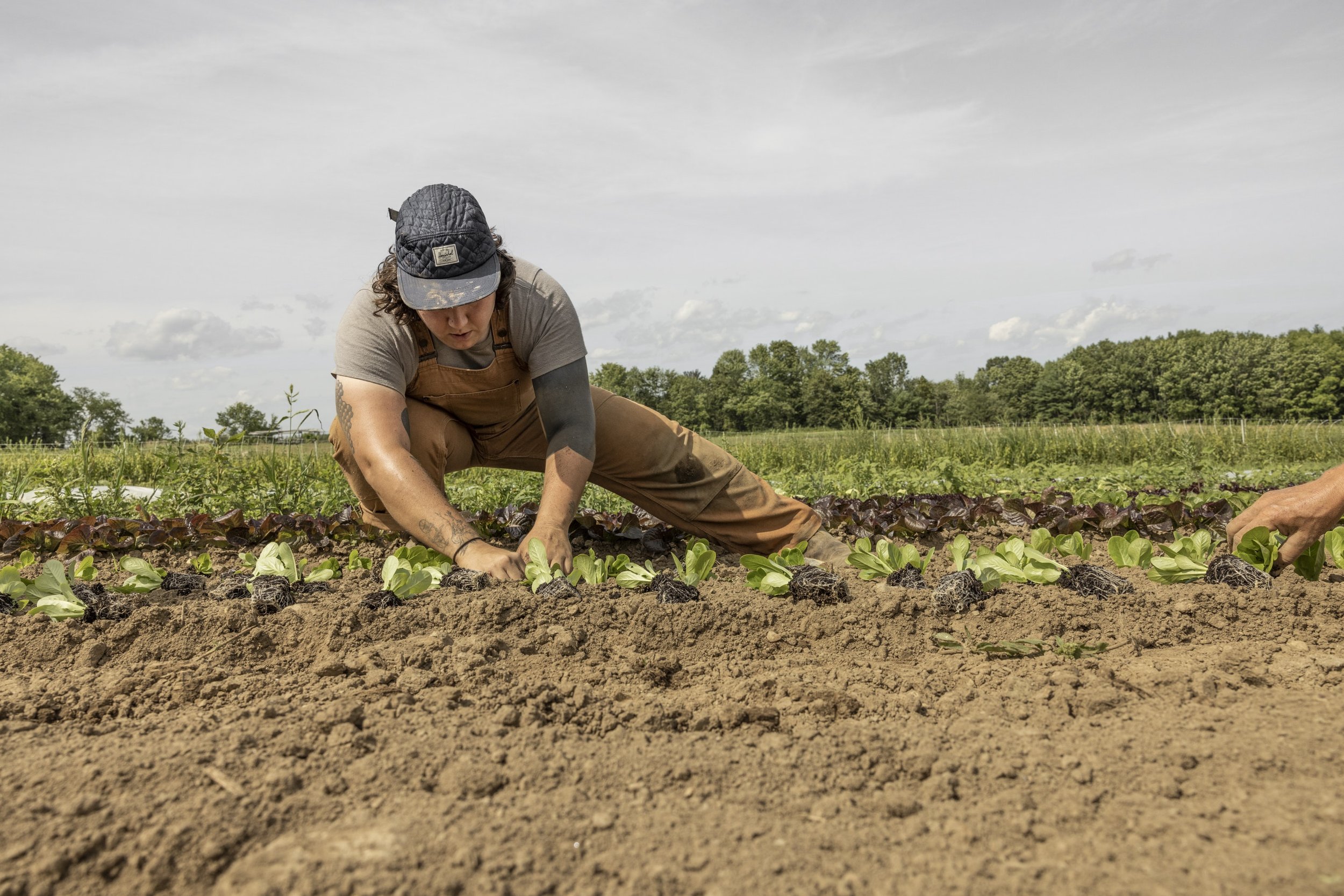 Vegetables & Herbs — Dandelion Spring Farm