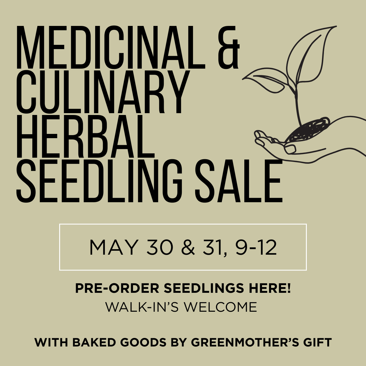 Medicinal & Culinary Herbal Seedling Sale
