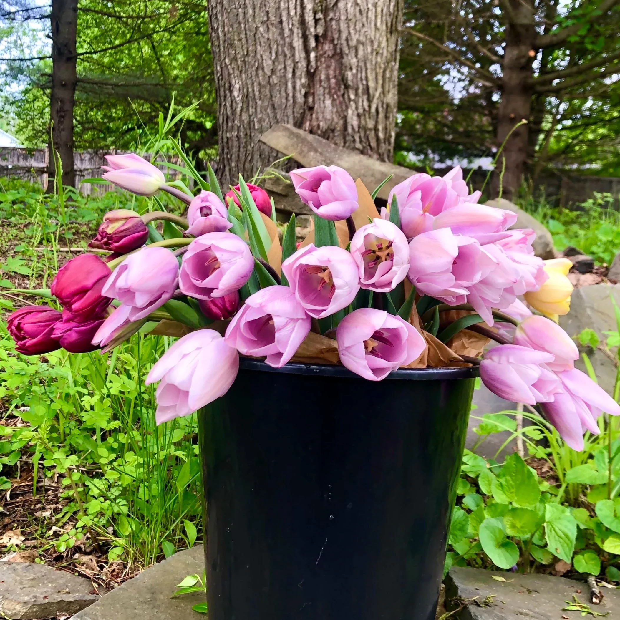 Ladybug Bloom Subscription