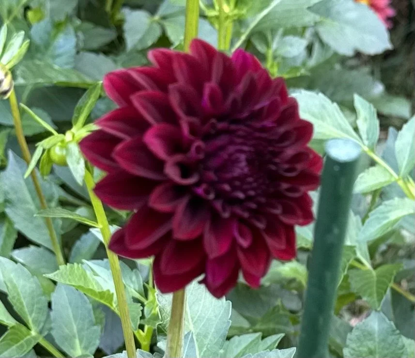Black Satin Dahlia Tuber